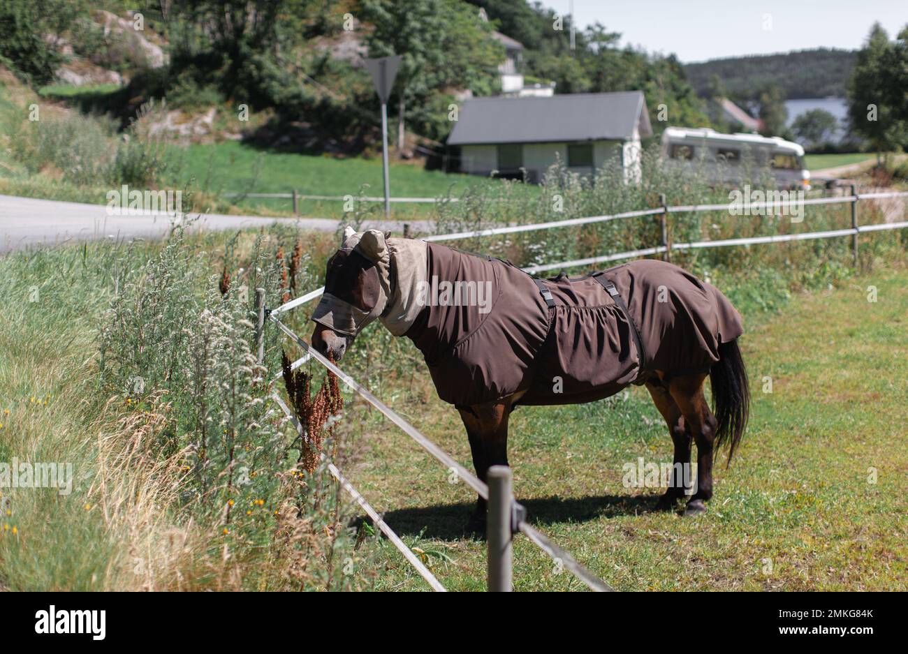 un cavallo pascola su un pascolo nel calore indossando un mantello protettivo contro il calore e vola Foto Stock