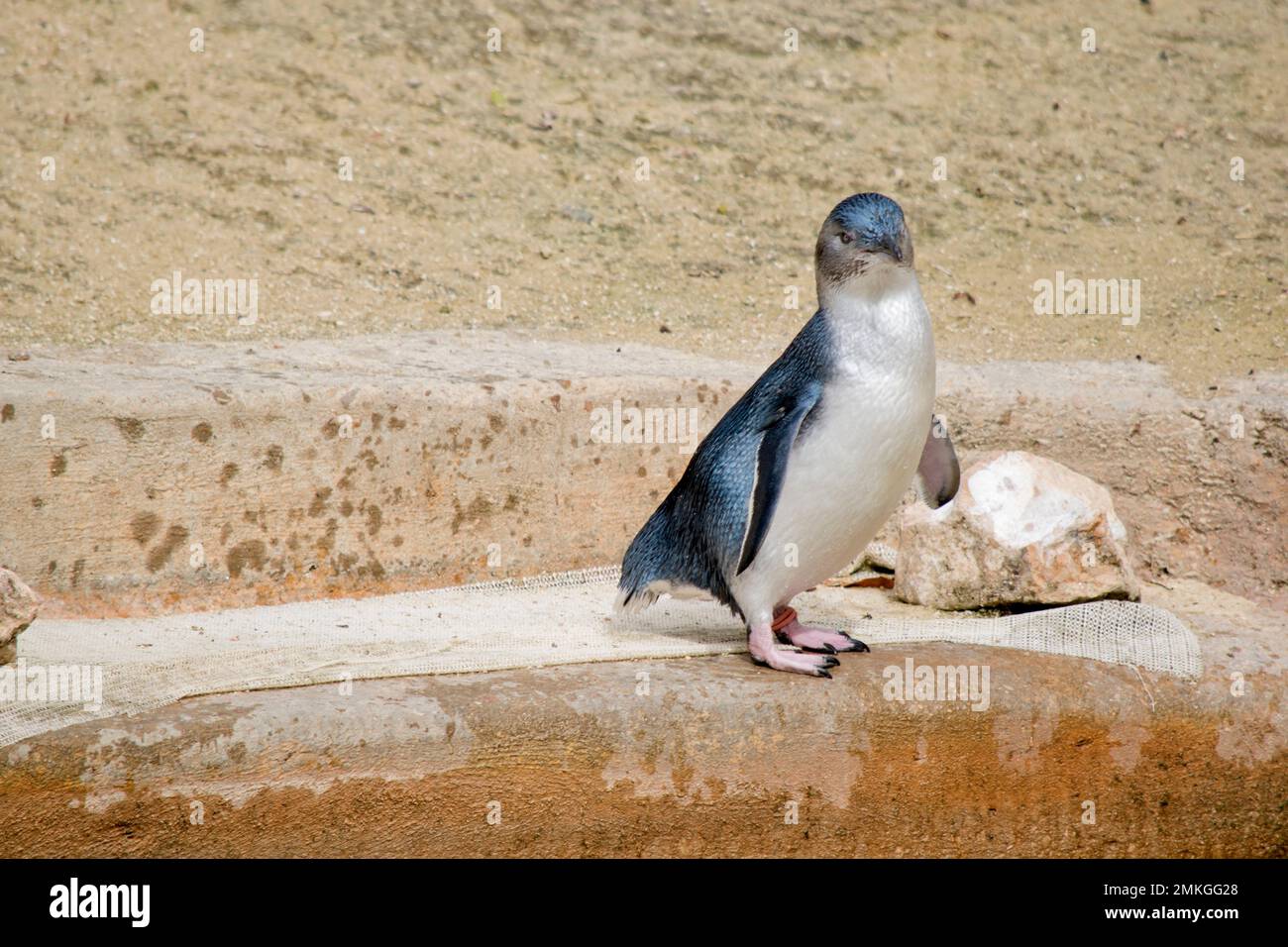il pinguino sta cercando il pericolo Foto Stock