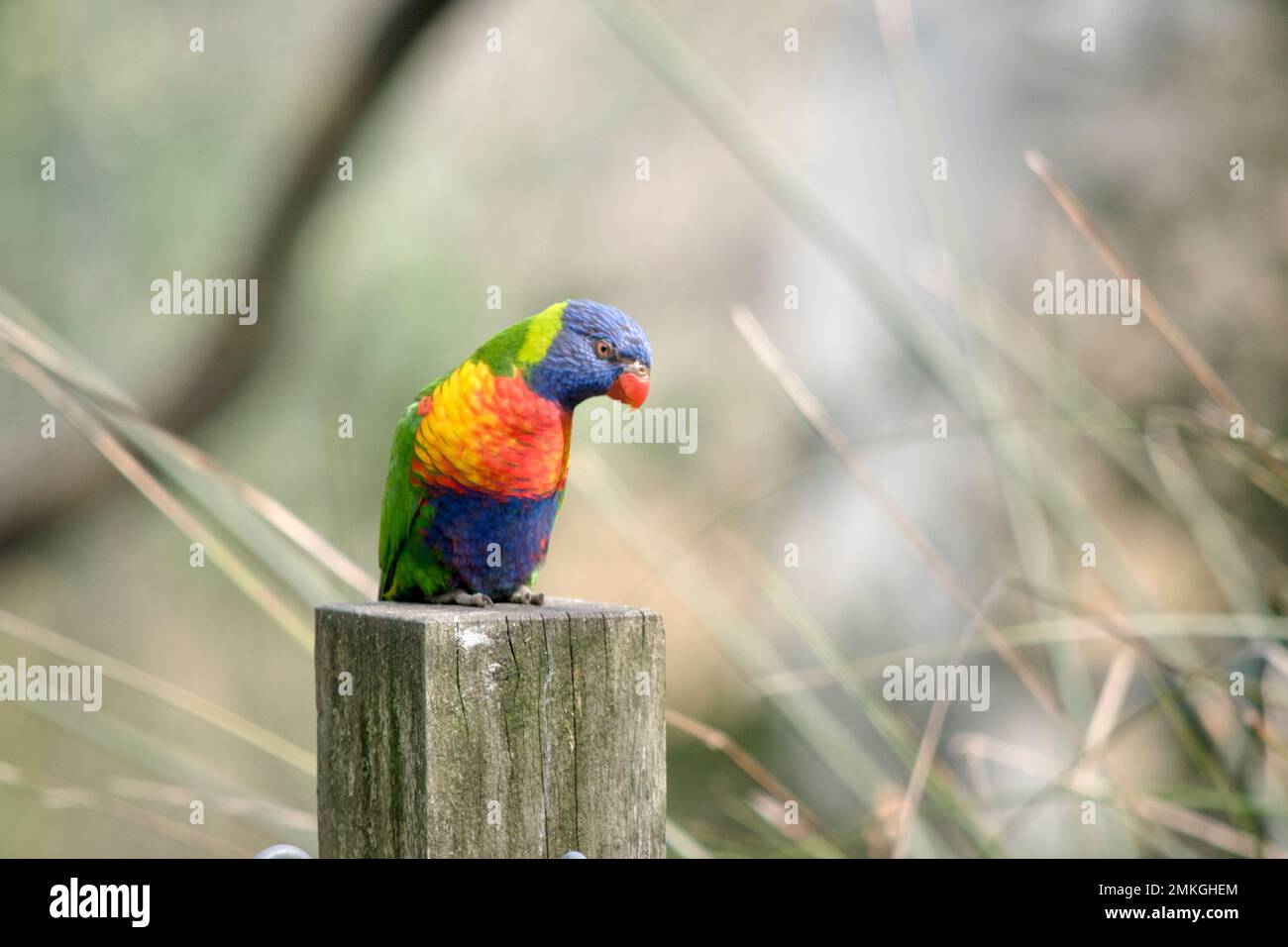 il corikeet arcobaleno è un uccello colorato, ha una testa blu, petto arancione e giallo e ali verdi Foto Stock