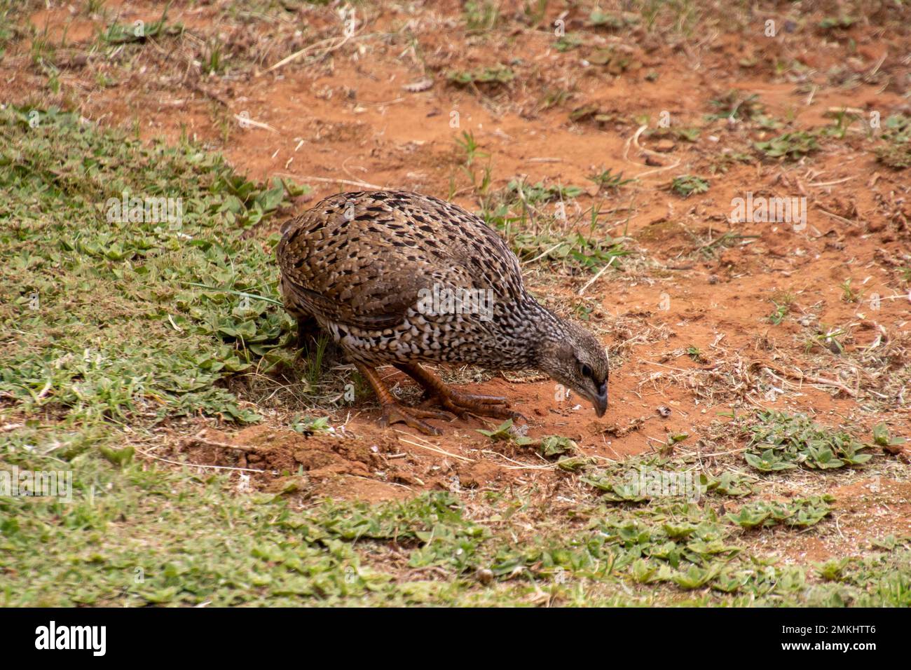 Spurfowl natale foraggio isolato per semi Foto Stock
