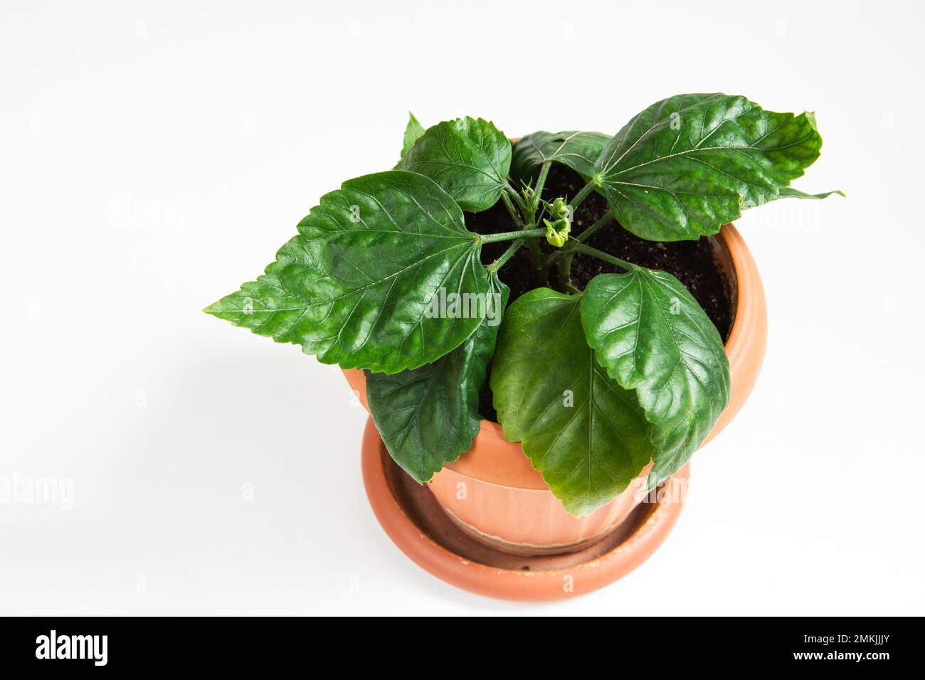 Un giovane cespuglio di ibisco in una pentola su sfondo bianco. Talee radicate sono piantate nel suolo di una rosa cinese. Spazio di copia. Piano di casa vaso crescente Foto Stock