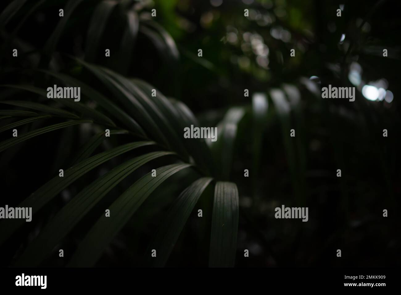 Per lo più offuscato sfondo di foglie tropicali scure. Primo piano di Pacaya Foto Stock