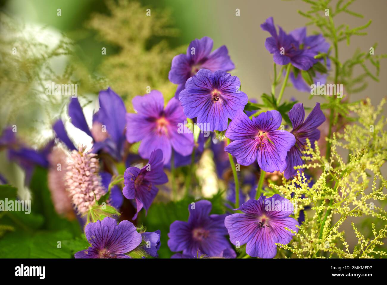 Prato Geranio - anche Geranio Pratense - Johnsons Blue. Meadow cranesbill è il suo nome più comune, anche se altri nomi includono Meadow cranes-bill Foto Stock