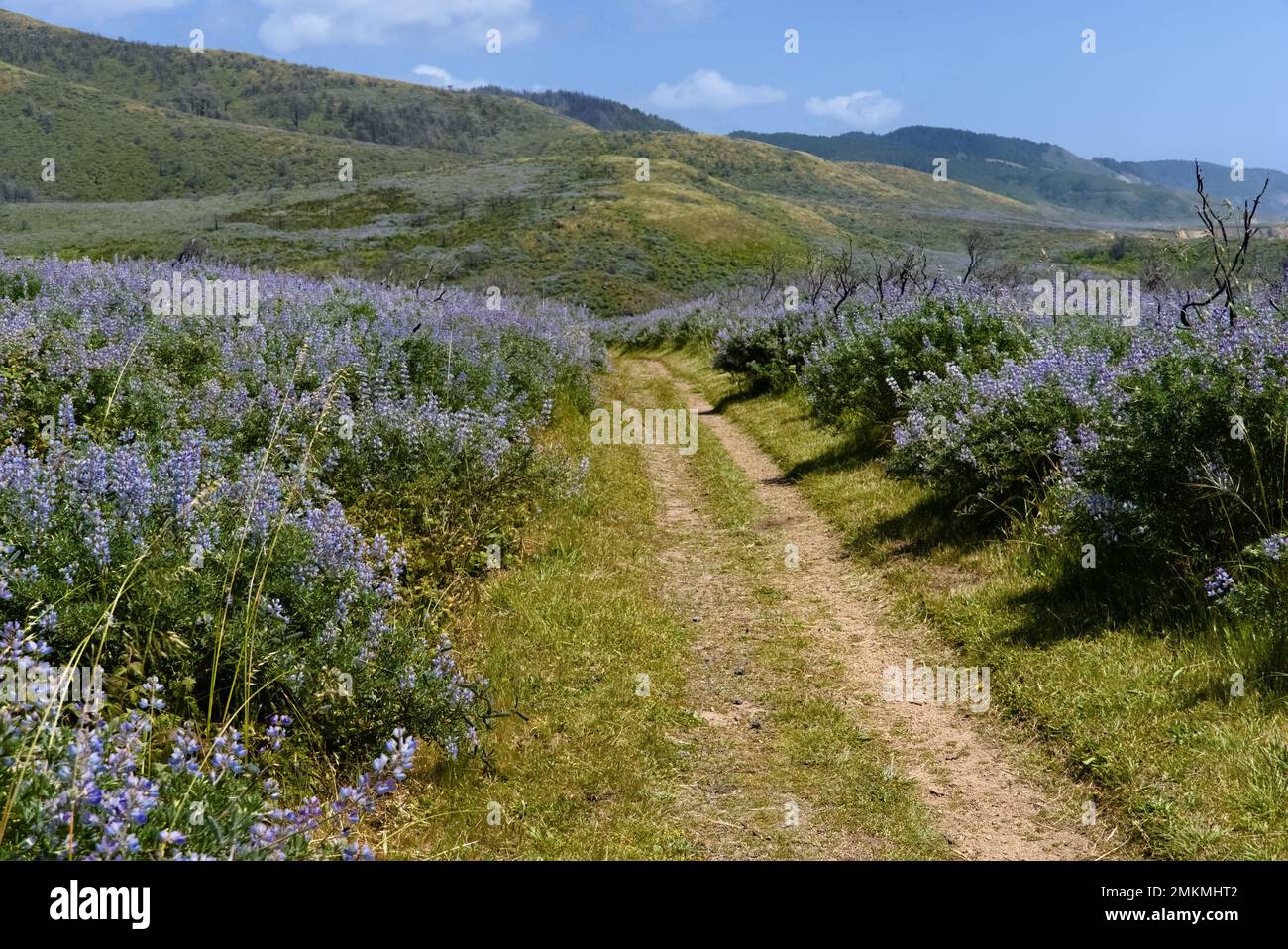 Un sentiero escursionistico nel mezzo di fiori di lupino fiorente. Il sentiero va in lontananza alla collina. Foto Stock
