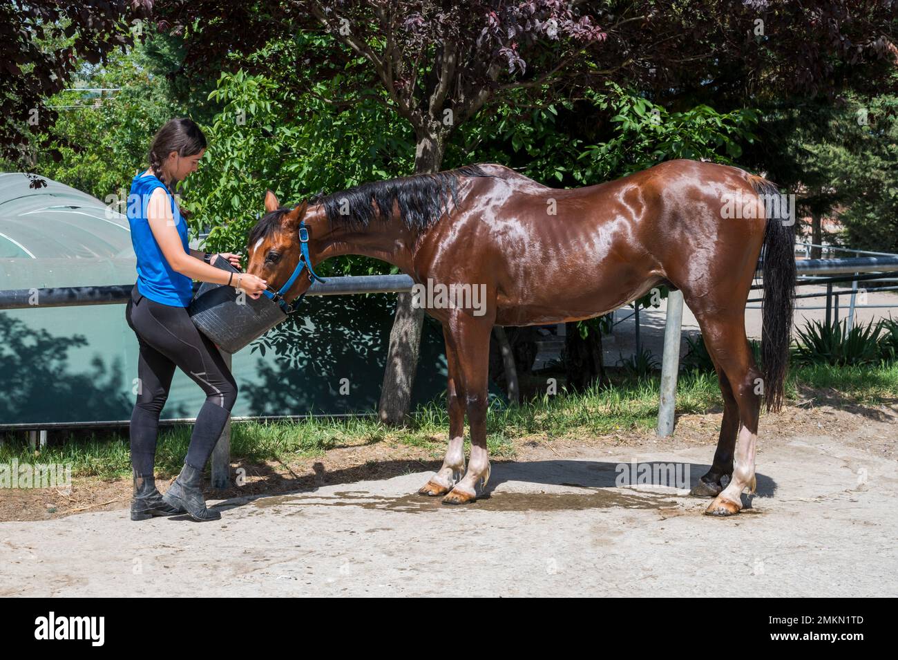Vista laterale della giovane brunetta che dà secchio d'acqua a cavallo baia da bere mentre si prende cura di animali nelle giornate di sole in cortile Foto Stock