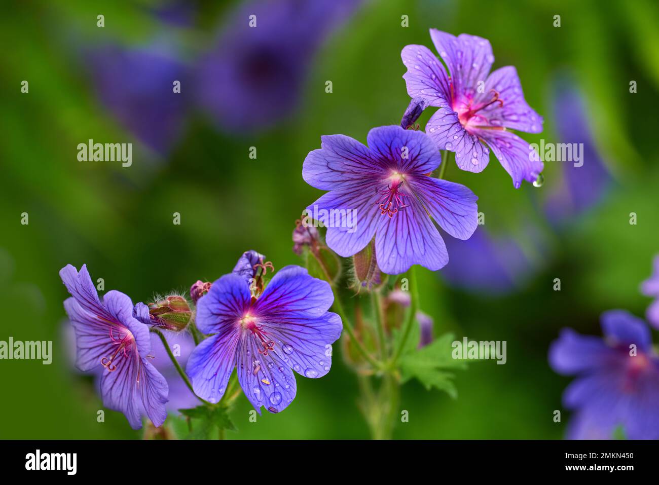 Prato Geranio - anche Geranio Pratense - Johnsons Blue. Meadow cranesbill è il suo nome più comune, anche se altri nomi includono Meadow cranes-bill Foto Stock