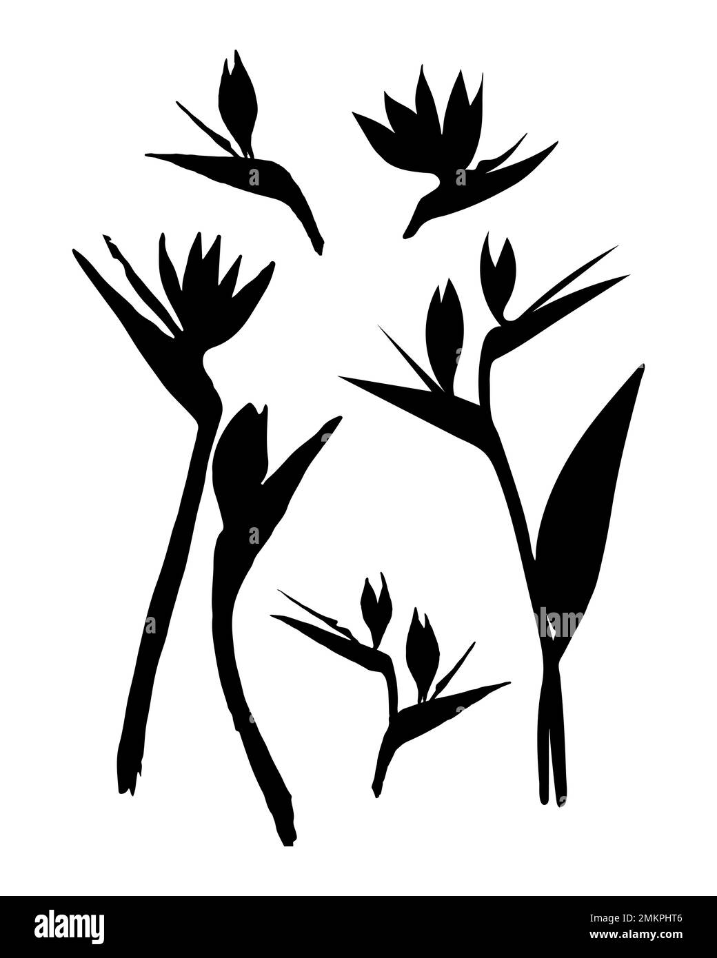 Strelitzia fiore silhouette illustrazione Illustrazione Vettoriale
