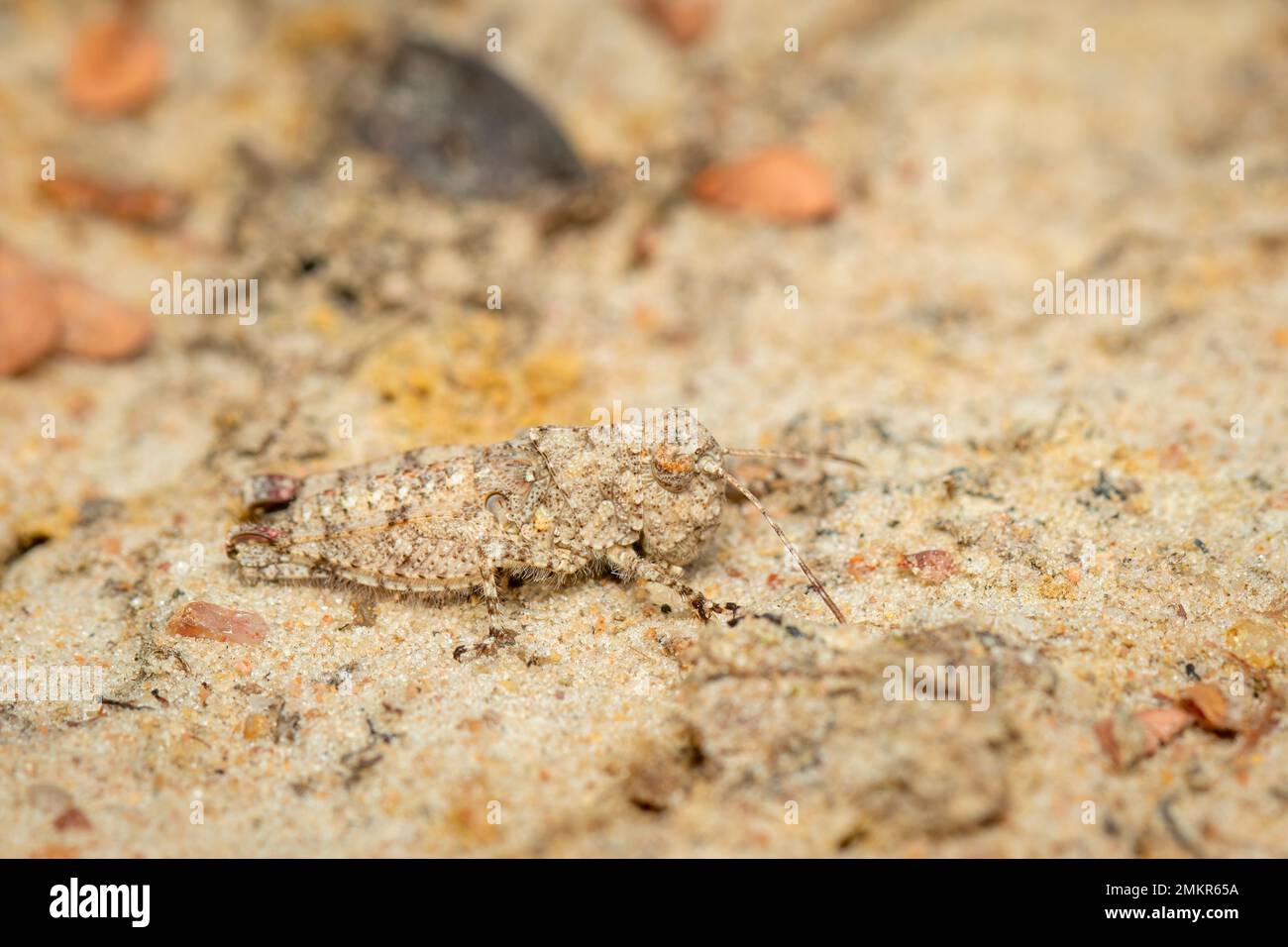 Immagine di un piccolo cricket marrone sul terreno. Insetto. Animale. Foto Stock
