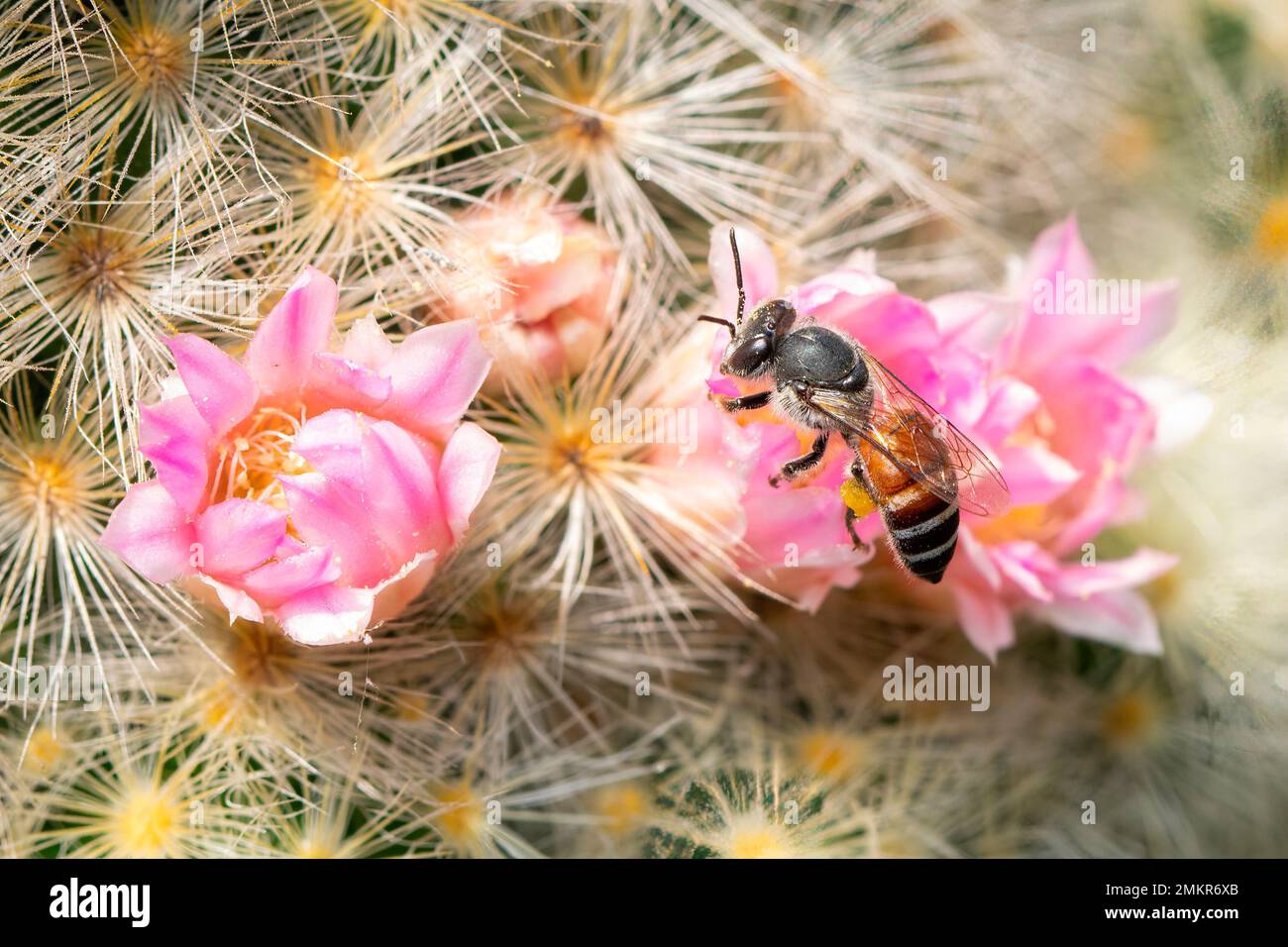 Immagine di ape piccola o ape nana (apis florea) su fiore rosa raccoglie nettare. Insetto. Animale. Foto Stock