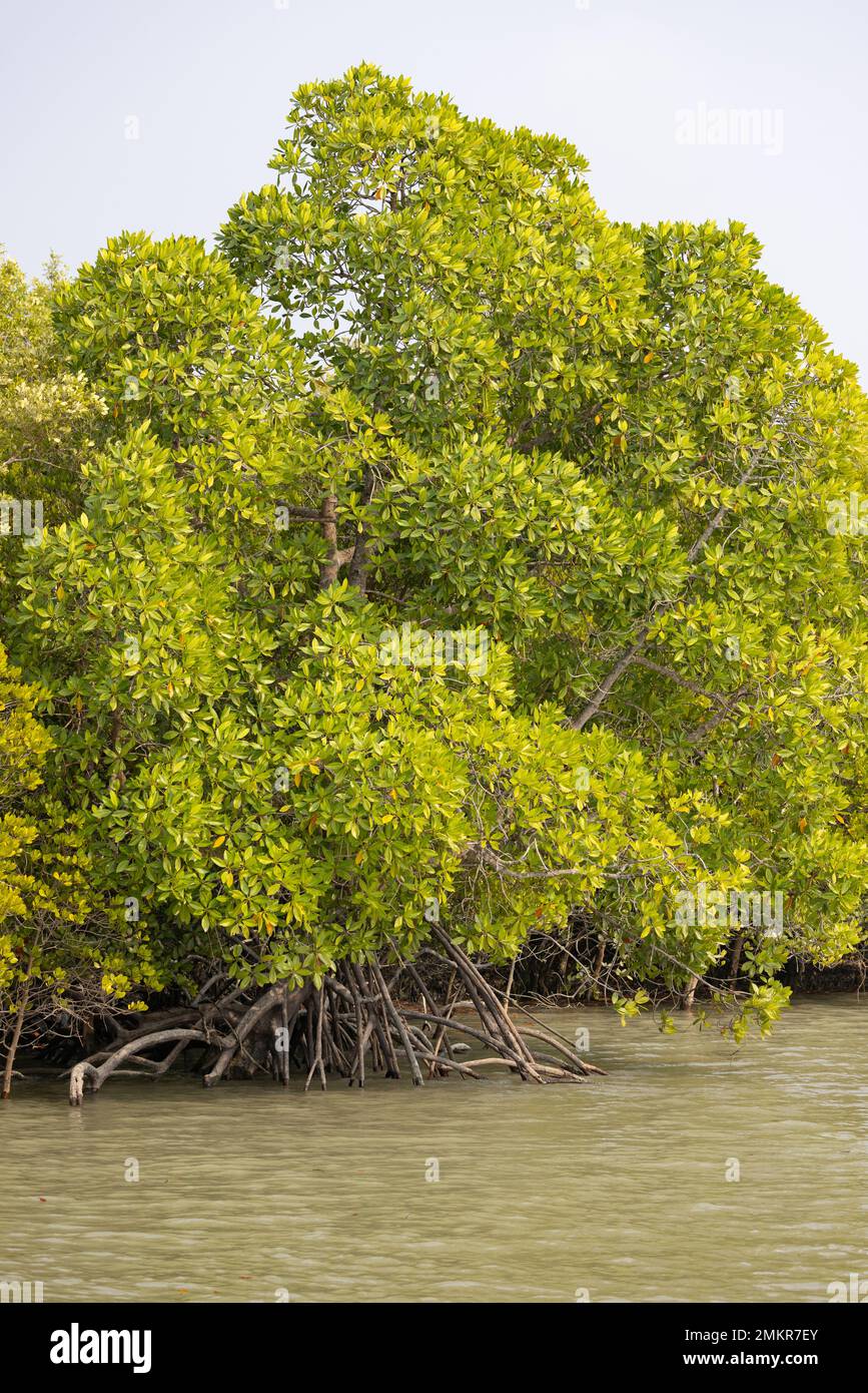 Un albero di mangrovie con le sue radici di respirazione nel Parco Nazionale di Sunderban Foto Stock