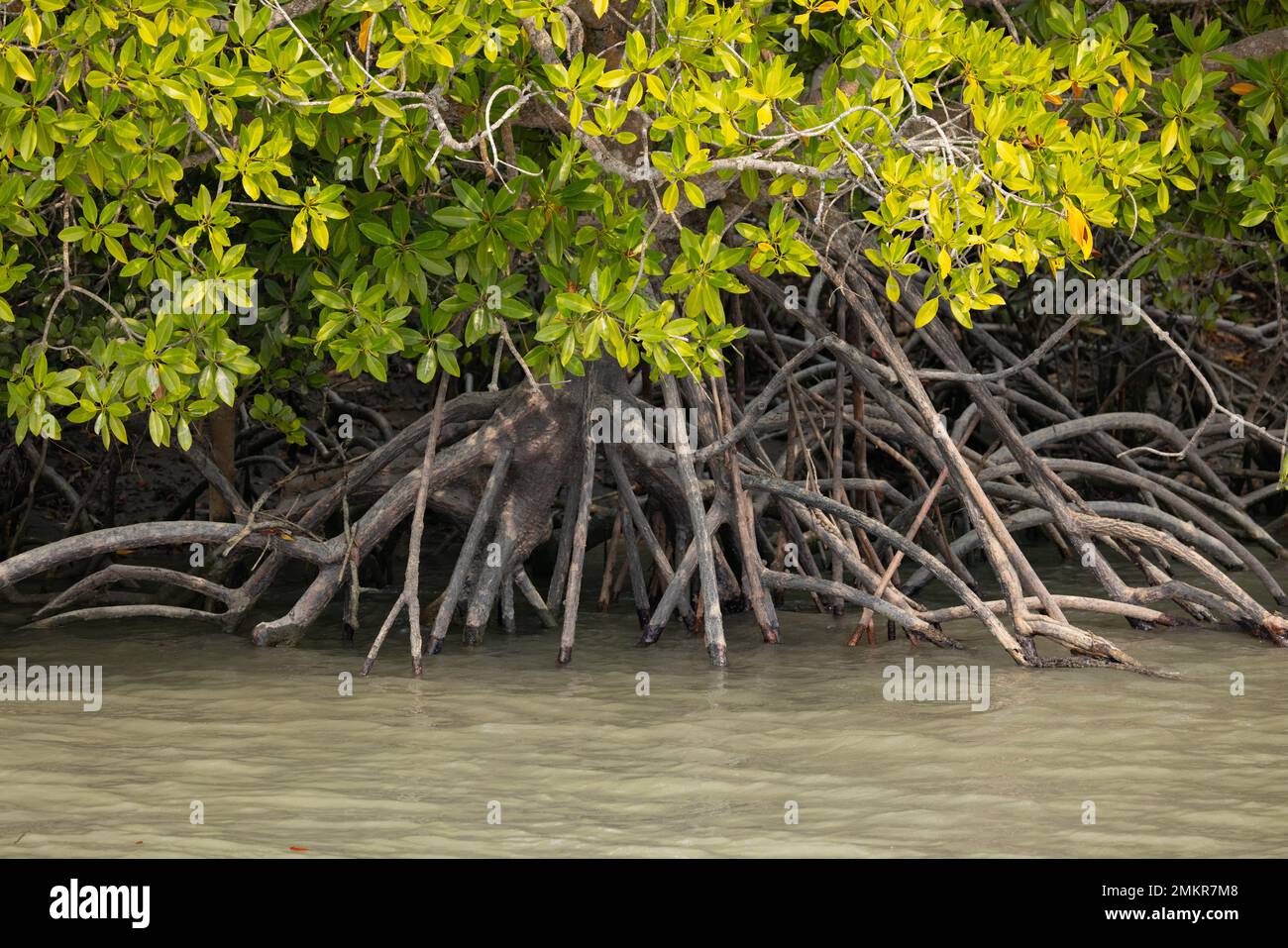 Un albero di mangrovie con le sue radici di respirazione nel Parco Nazionale di Sunderban Foto Stock