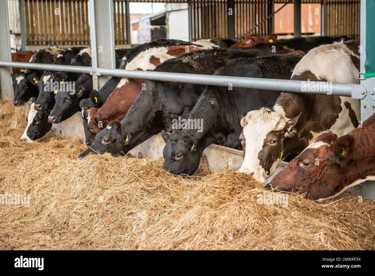 vacche da latte che mangiano insilato Foto Stock