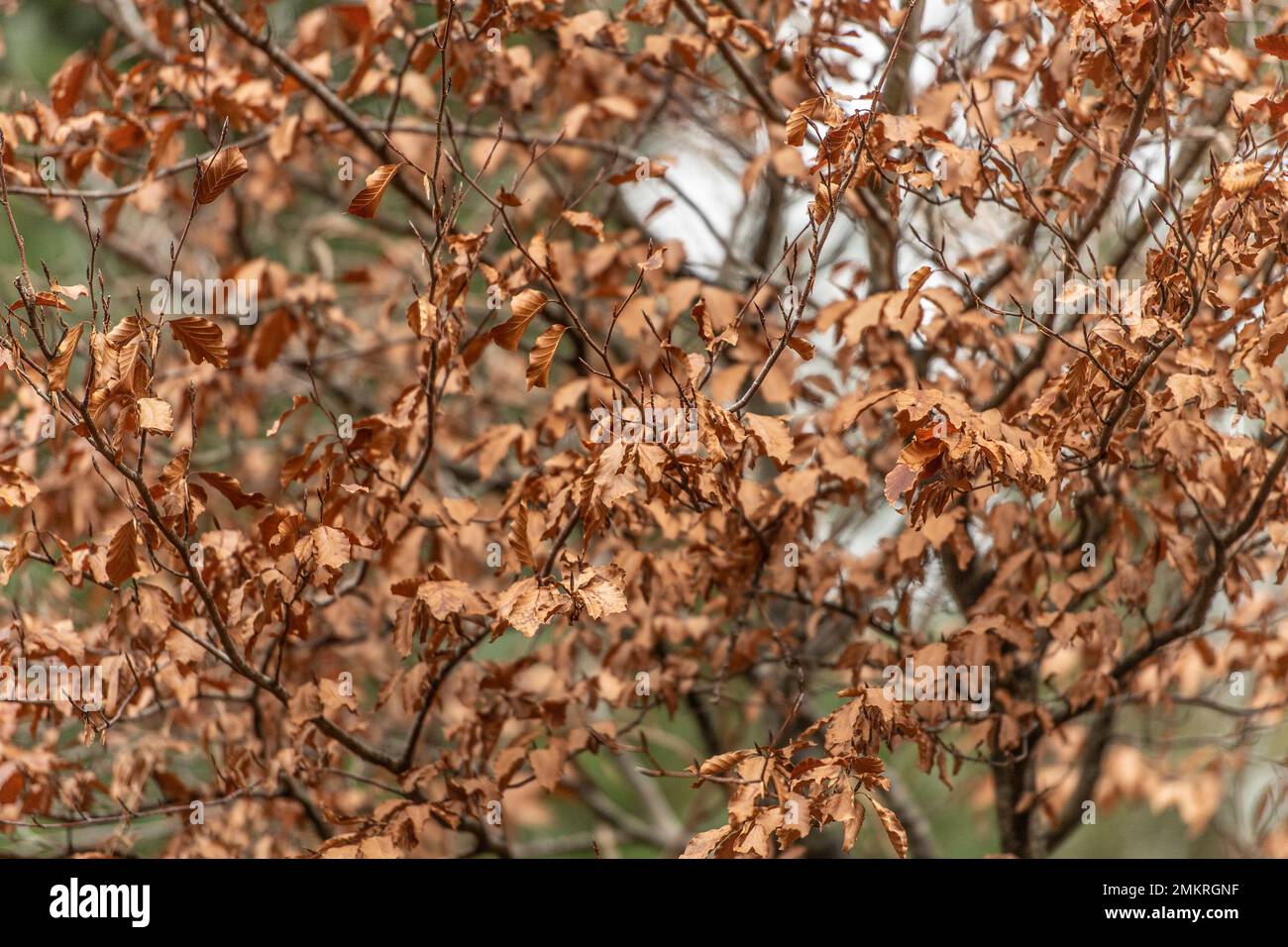 foglie autunnali di faggio Foto Stock