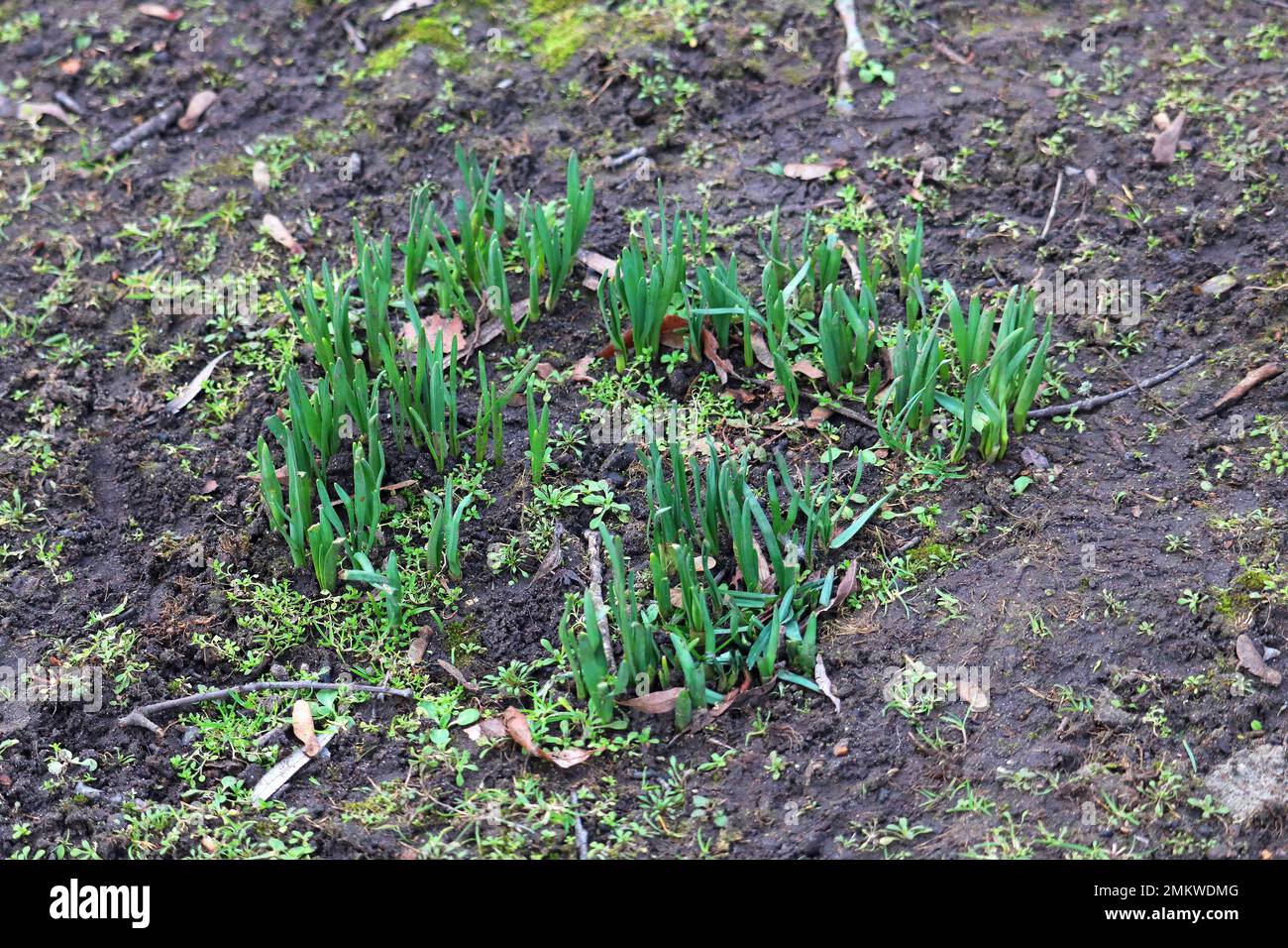 Germogli verdi di narcisi (Narcissus) che spingono attraverso il terreno freddo in primavera. Foto Stock
