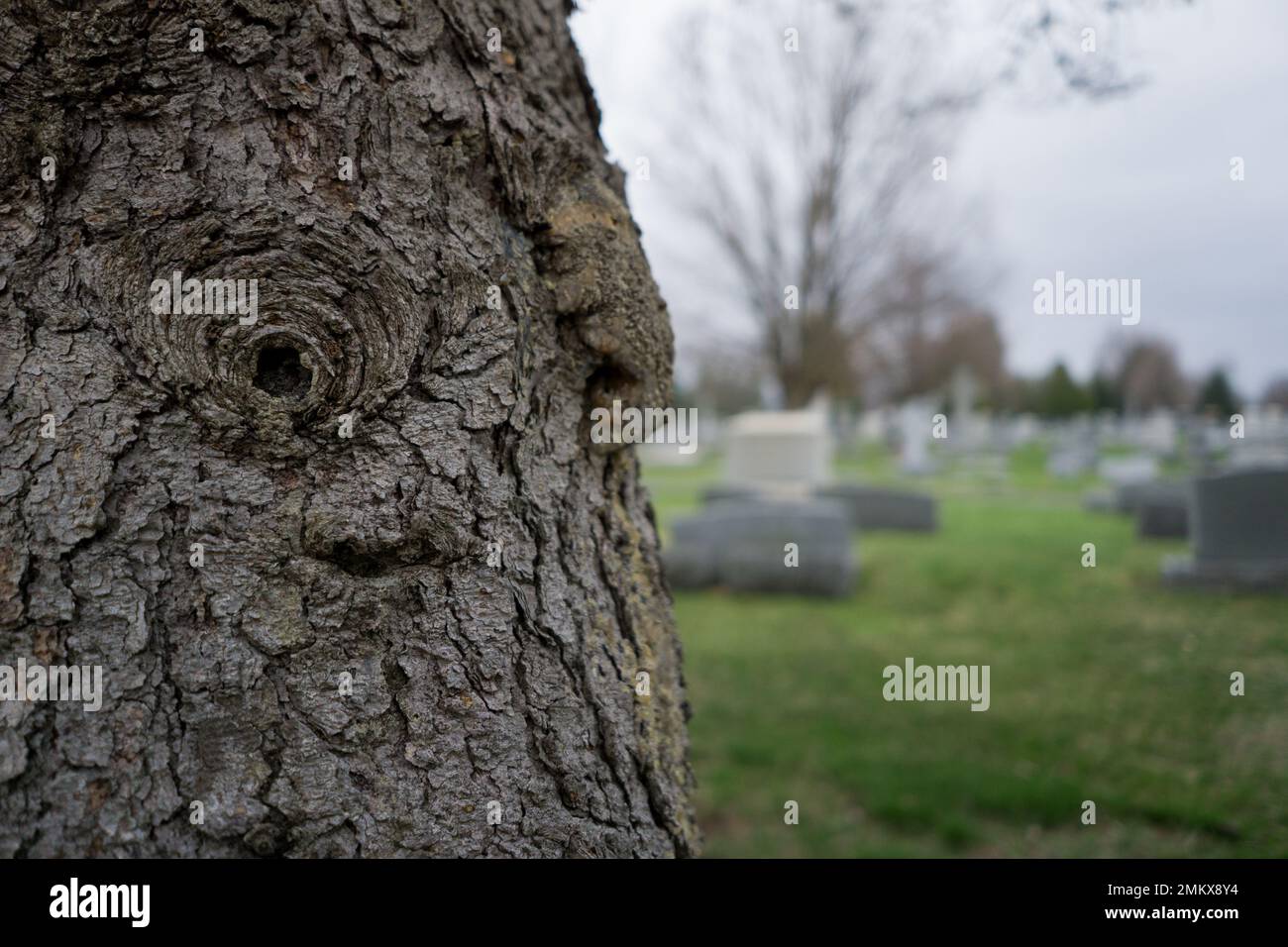 Ravvicinato tronco di albero in un cimitero Foto Stock