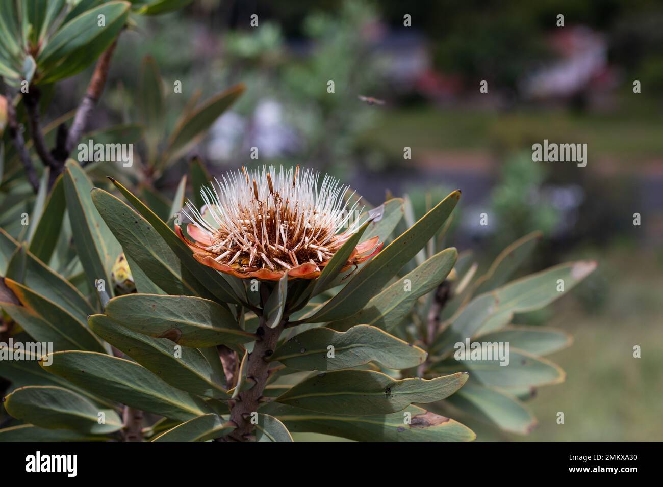 Primo piano della fioritura rosa, rossa, arancione e bianca di Protea Flower Foto Stock