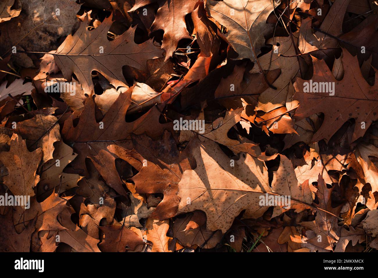 Fotografia dall'alto di foglie autunnali dorate. Sfondo naturale con spazio negativo. Foto Stock