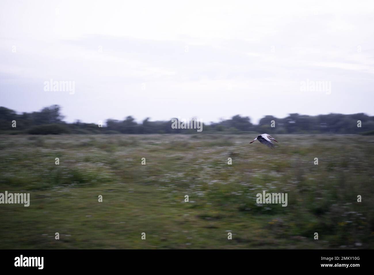 la cicogna vola velocemente attraverso il campo, dinamiche di volo con sfondo sfocato Foto Stock