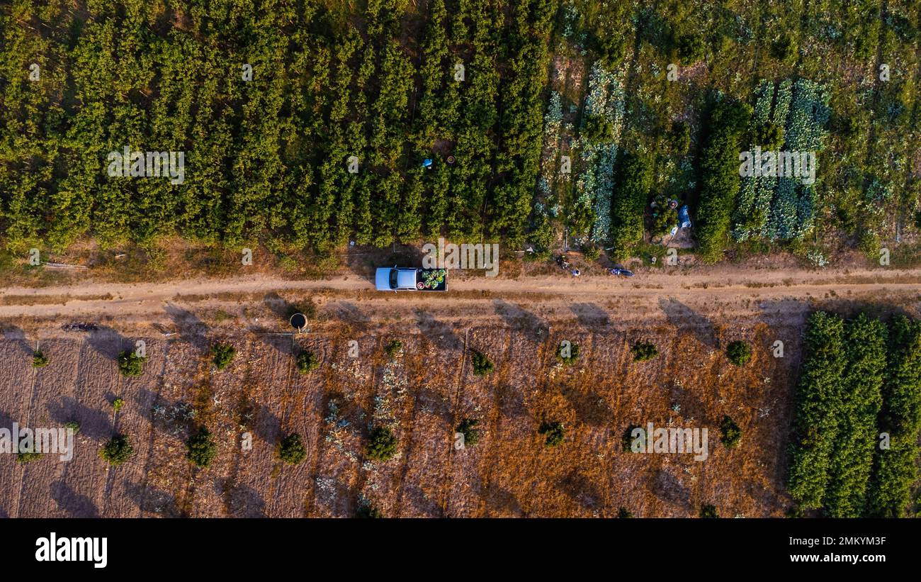 Vista aerea dei lavoratori che raccolgono verdure biologiche in cestini al mattino. Coltivatori che caricano i cestini di verdure biologiche nei camion di raccoglitore a poppa Foto Stock