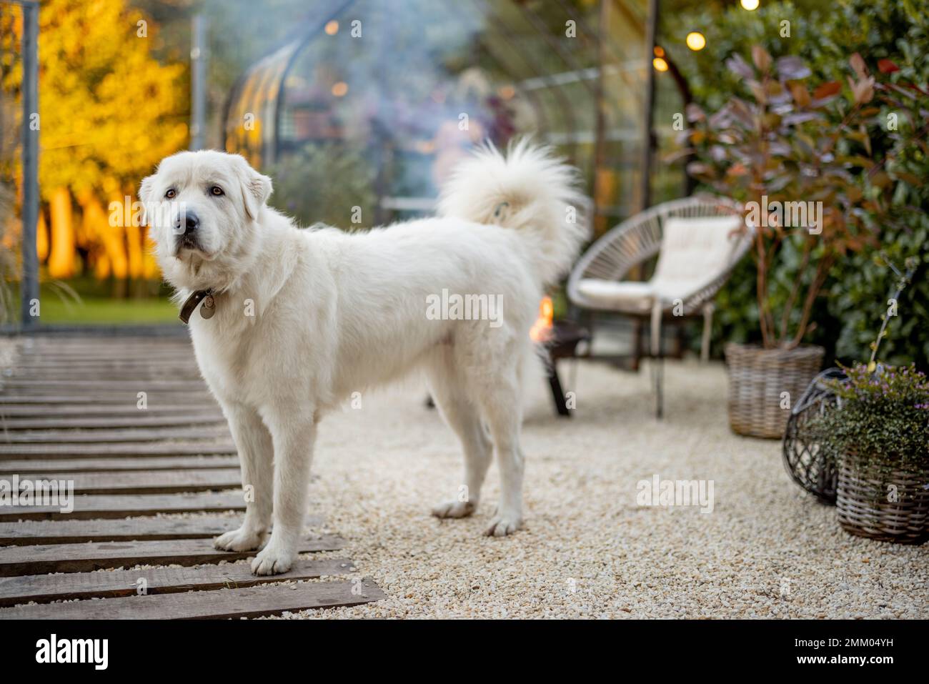 Carino cane bianco a cortile bello e accogliente con picnic fuoco dietro. Razza di cane pastore della maremma italiana Foto Stock