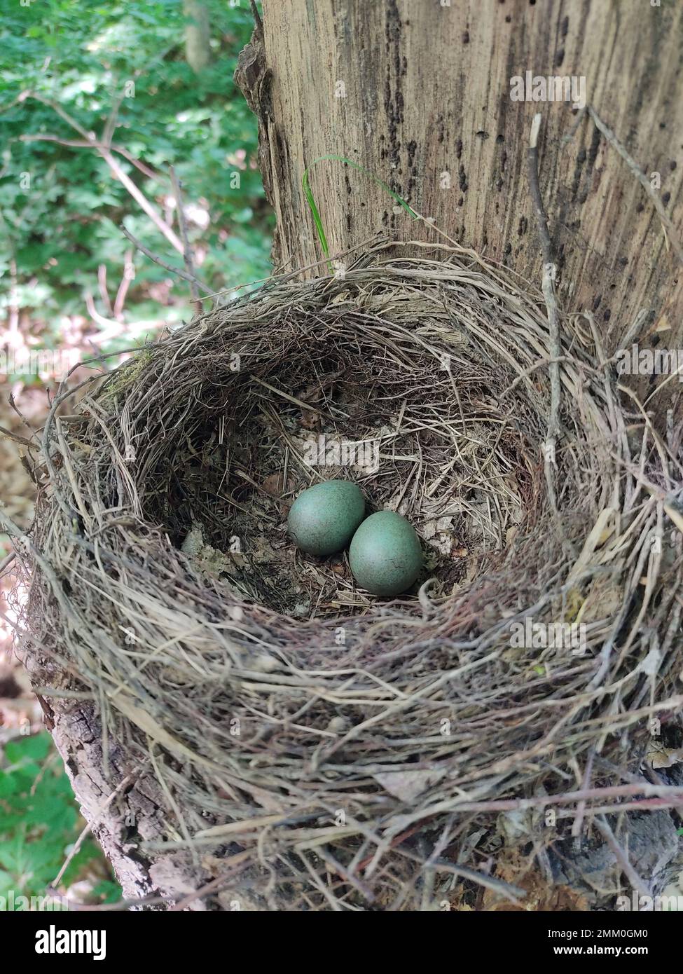 un paio di uova di uccello blu in un nido nella foresta su un albero Foto Stock