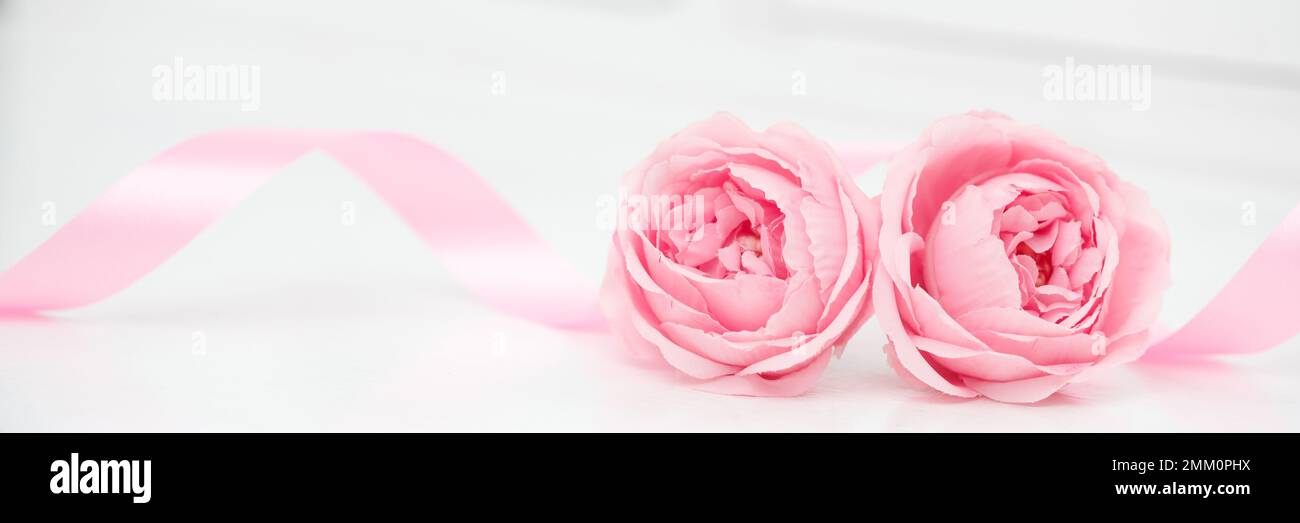 Due rose rosa e nastri isolati su sfondo bianco, San Valentino Foto Stock