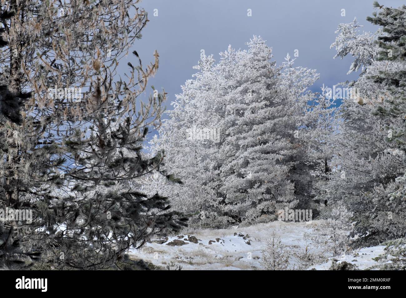 Alberi invernali congelati Pinus Nigra Lificio in Sicilia, Parco Nazionale dell'Etna, Italia Foto Stock