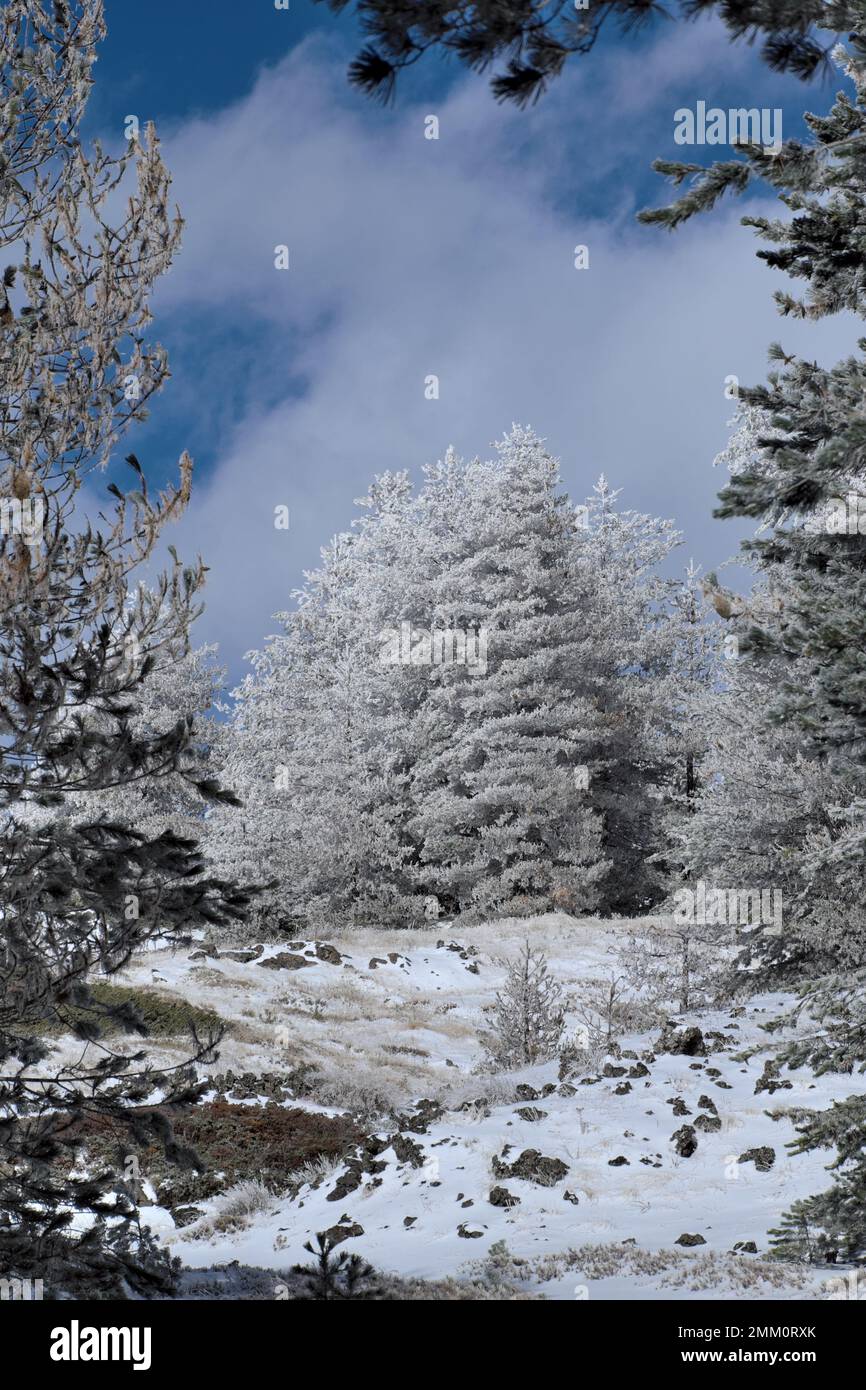 Alberi invernali congelati Pinus Nigra Lificio in Sicilia, Parco Nazionale dell'Etna, Italia Foto Stock