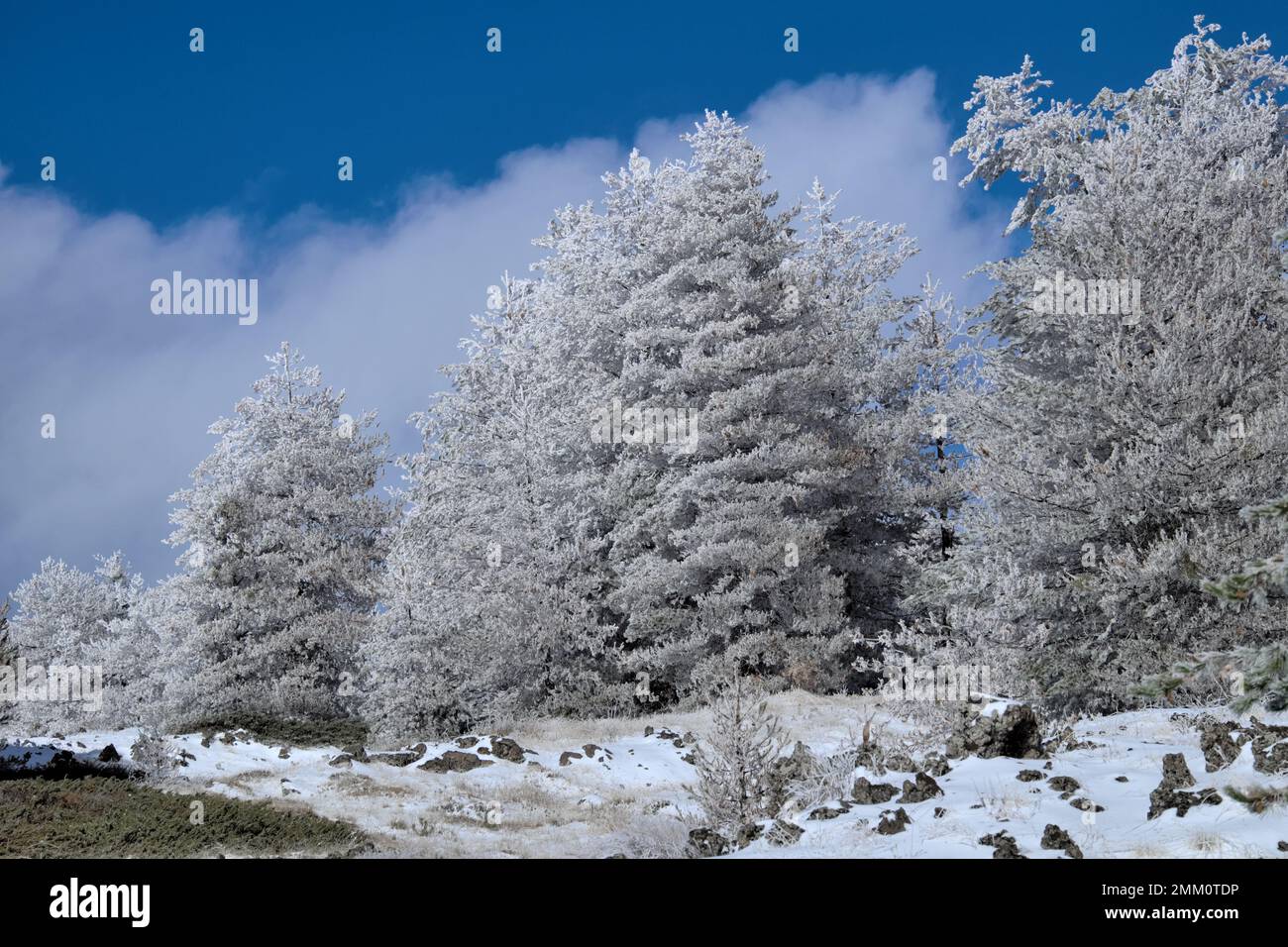 Gelo sugli alberi invernali Pinus Nigra Lificio in Sicilia, Parco Nazionale dell'Etna, Italia Foto Stock