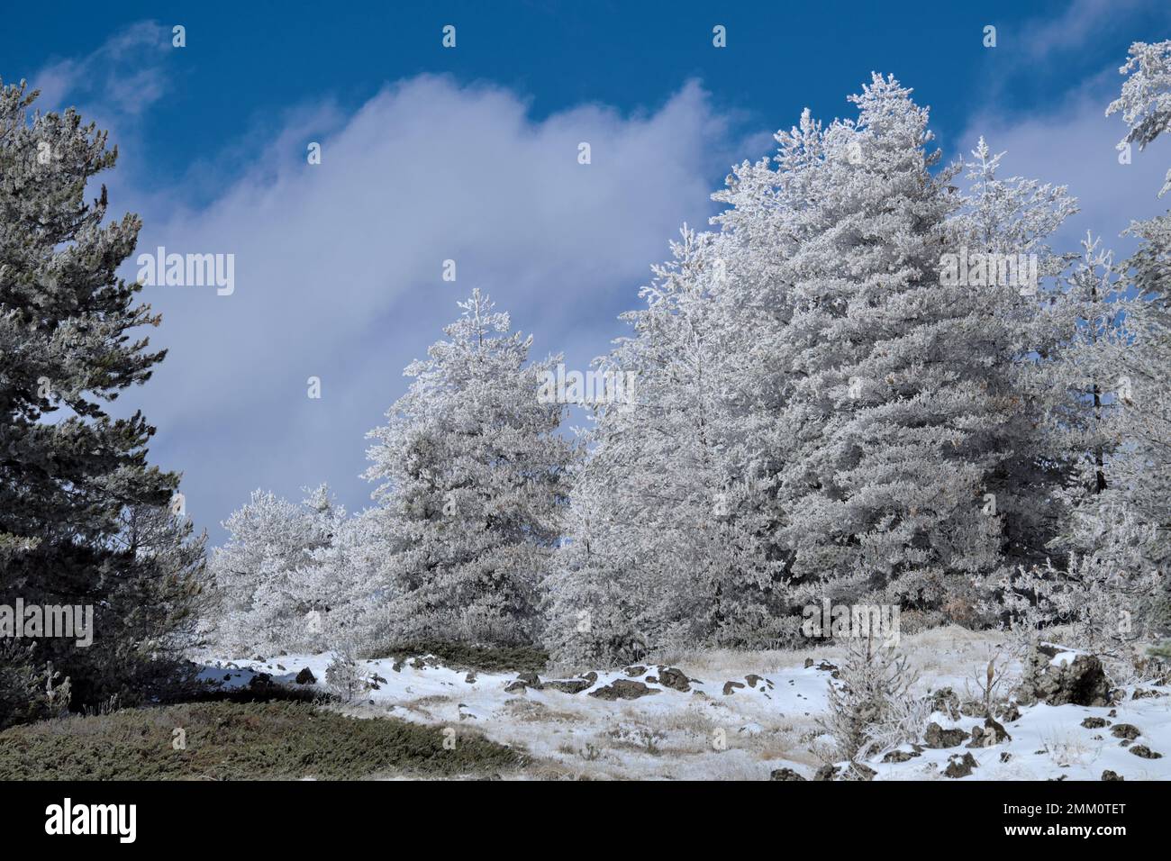 Gelo sugli alberi invernali Pinus Nigra Lificio in Sicilia, Parco Nazionale dell'Etna, Italia Foto Stock