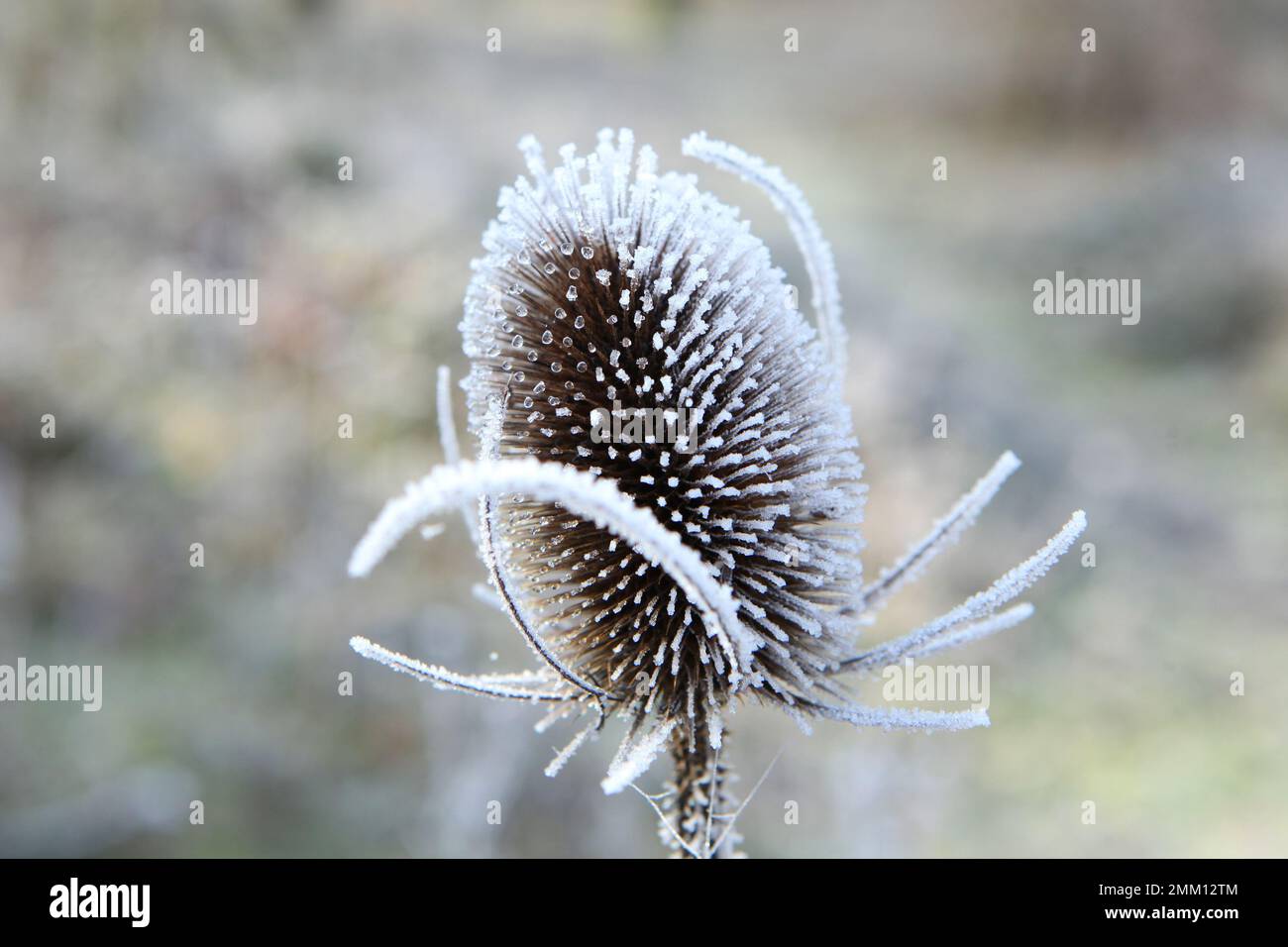 Il gelo si è depositato sulla cucchiaino da tè selvatica. Foto Stock