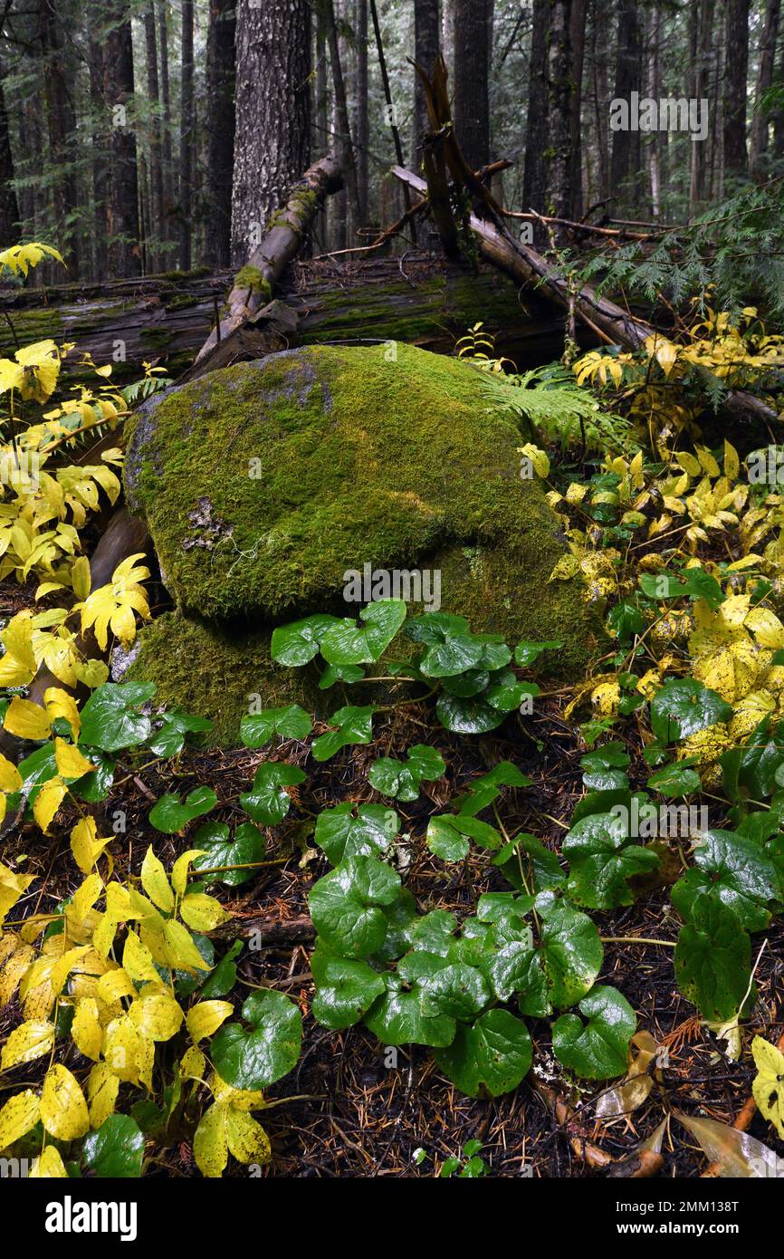 Vecchia foresta di crescita in autunno con zenzero selvatico. Kootenai National Forest nelle Cabinet Mountains, Montana nord-occidentale. Foto Stock