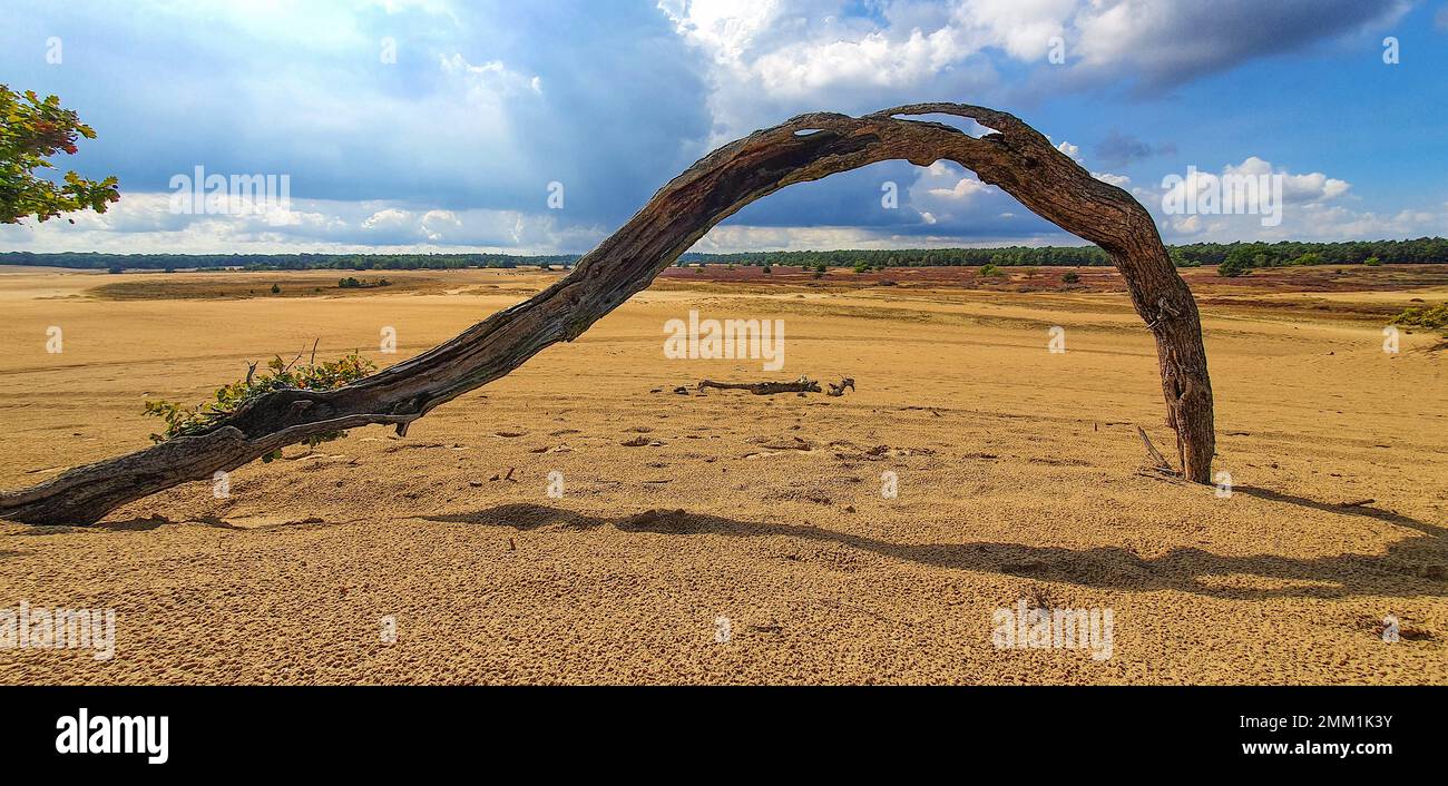 Panorama con tronco d'albero in un paesaggio di brughiera e deserto nei Paesi Bassi Foto Stock