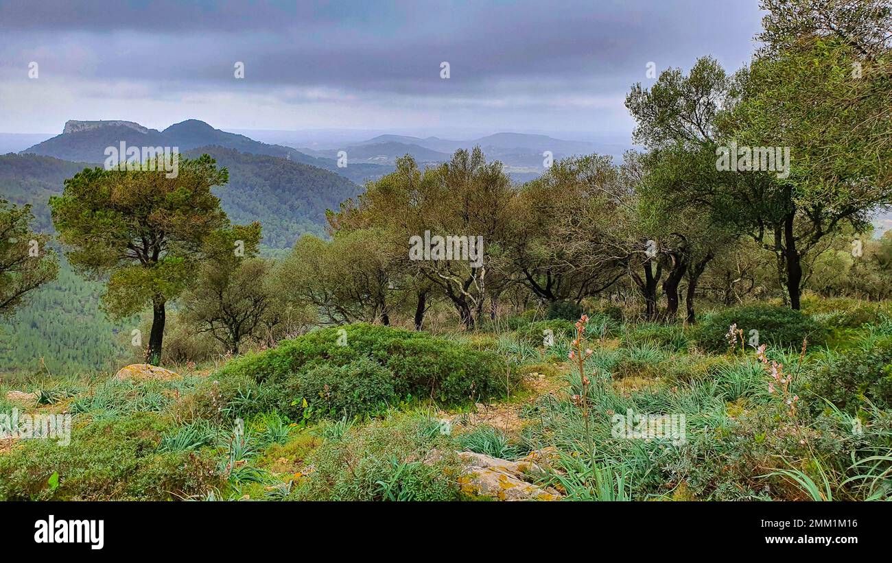 Vista sulle montagne con cespugli e alberi in primo piano su Maiorca con tempo nuvoloso Foto Stock