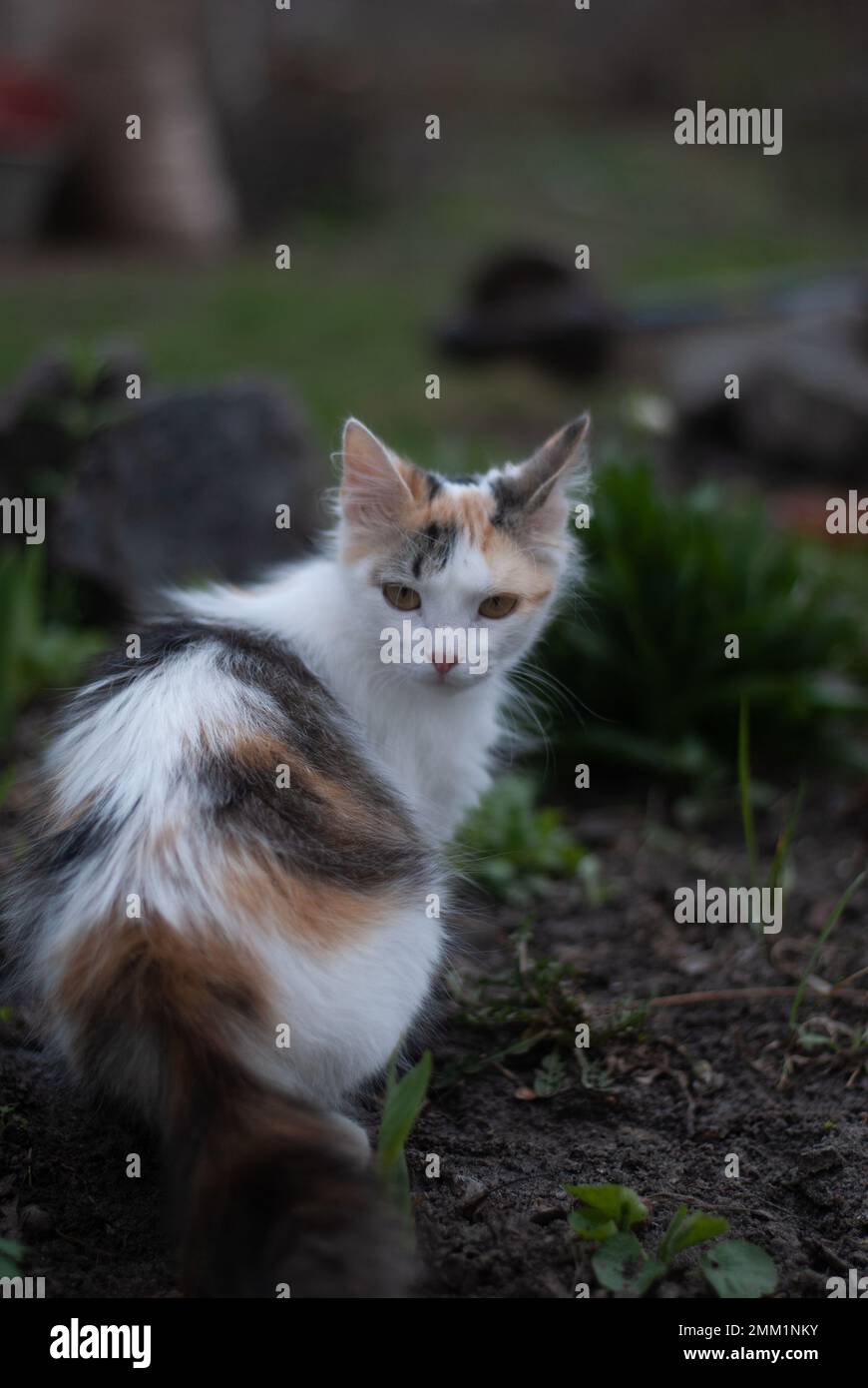 Gatto è seduto a terra Foto Stock
