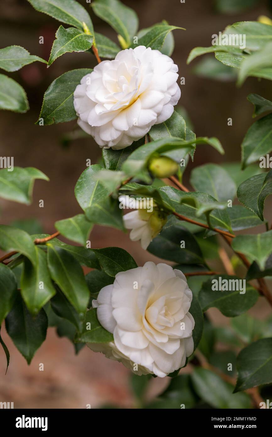 29 gennaio 2023, Sassonia, Königsbrück: Il fiore di Camellia japonica 'Alba plena', introdotto in Europa dalla Compagnia delle Indie Orientali nel 1792, fotografato nella serra del castello. Foto: Daniel Schäfer/dpa Foto Stock