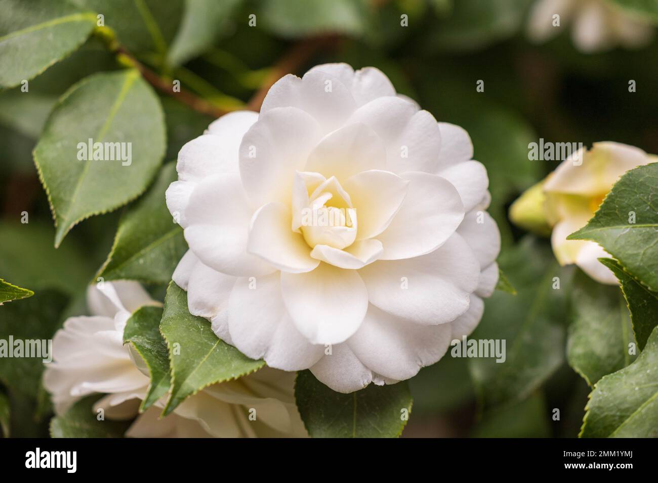 29 gennaio 2023, Sassonia, Königsbrück: Il fiore di Camellia japonica 'Alba plena', introdotto in Europa dalla Compagnia delle Indie Orientali nel 1792, fotografato nella serra del castello. Foto: Daniel Schäfer/dpa Foto Stock