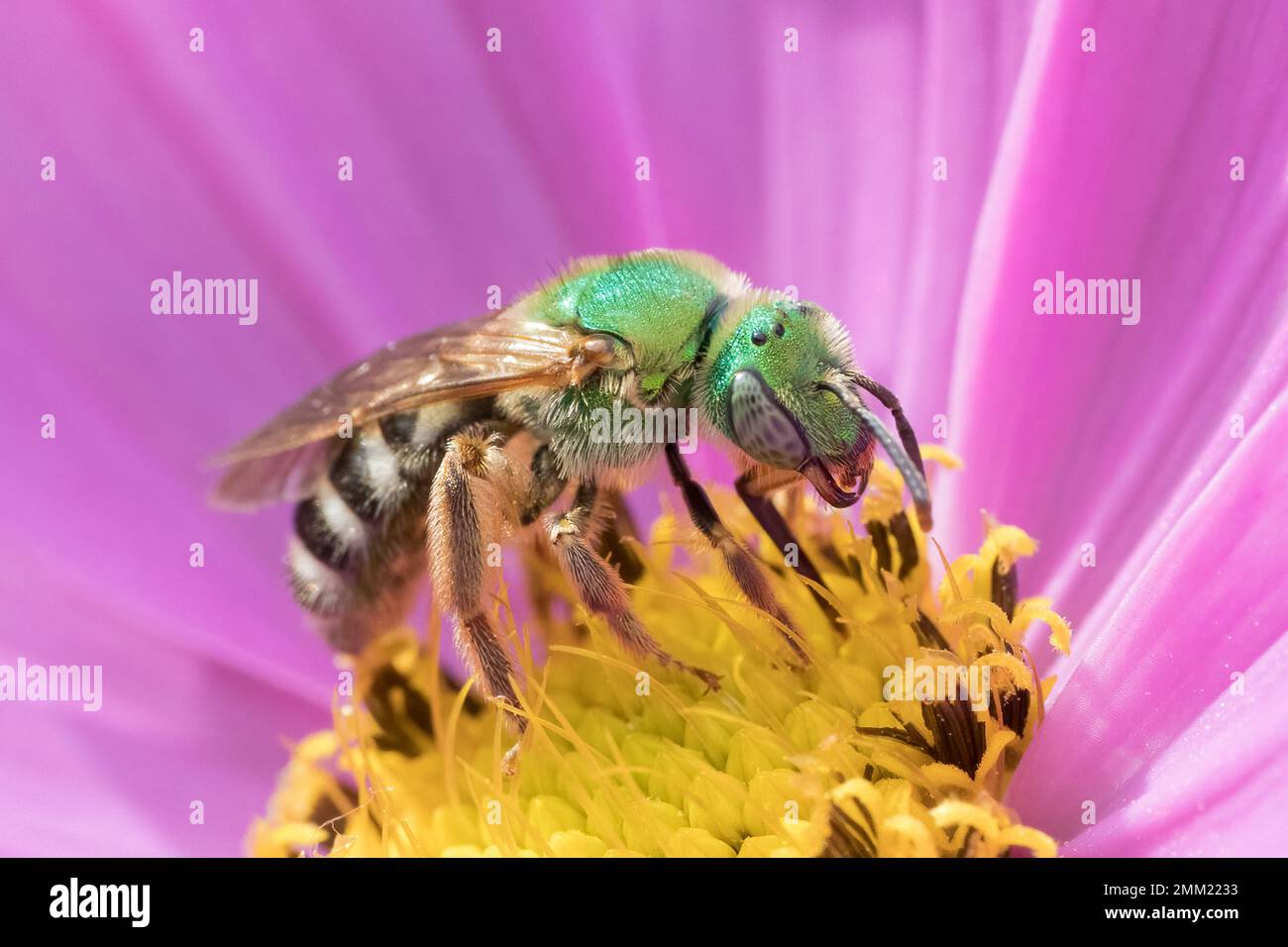 Macrofotografia di ape verde selvatica in rosa e giallo cosmo fiore Foto Stock