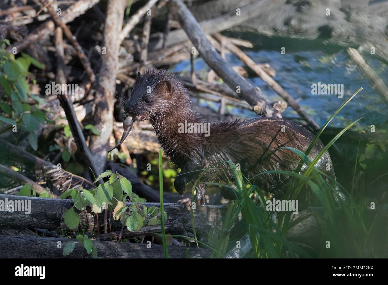 Visone americano in piedi sul castoro Lodge con pesce gatto in bocca Foto Stock