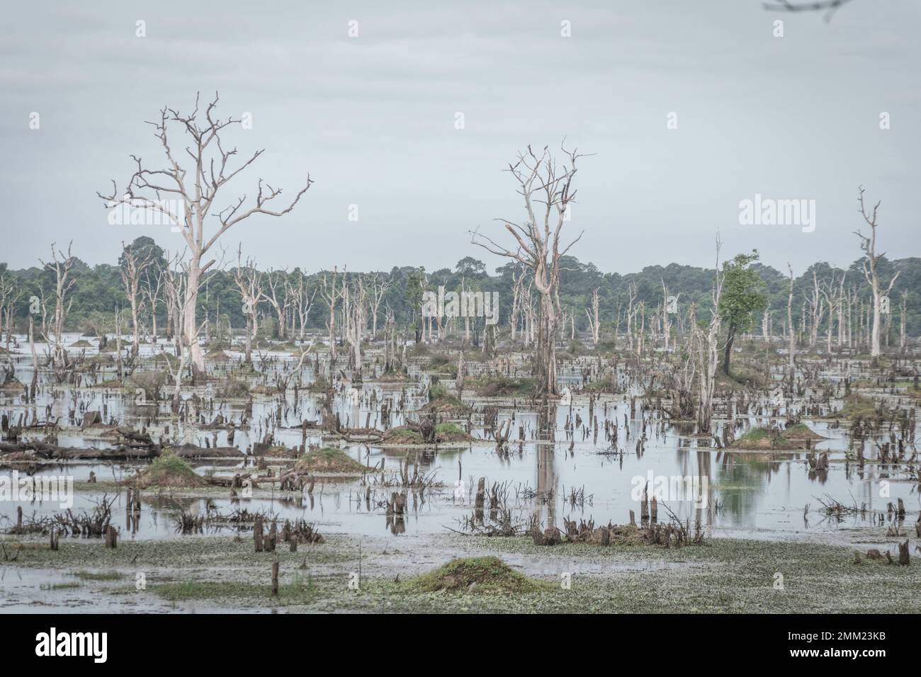 Ceppi di alberi morti in una palude vicino a Hue Imperial City (la Cittadella), Vietnam Foto Stock