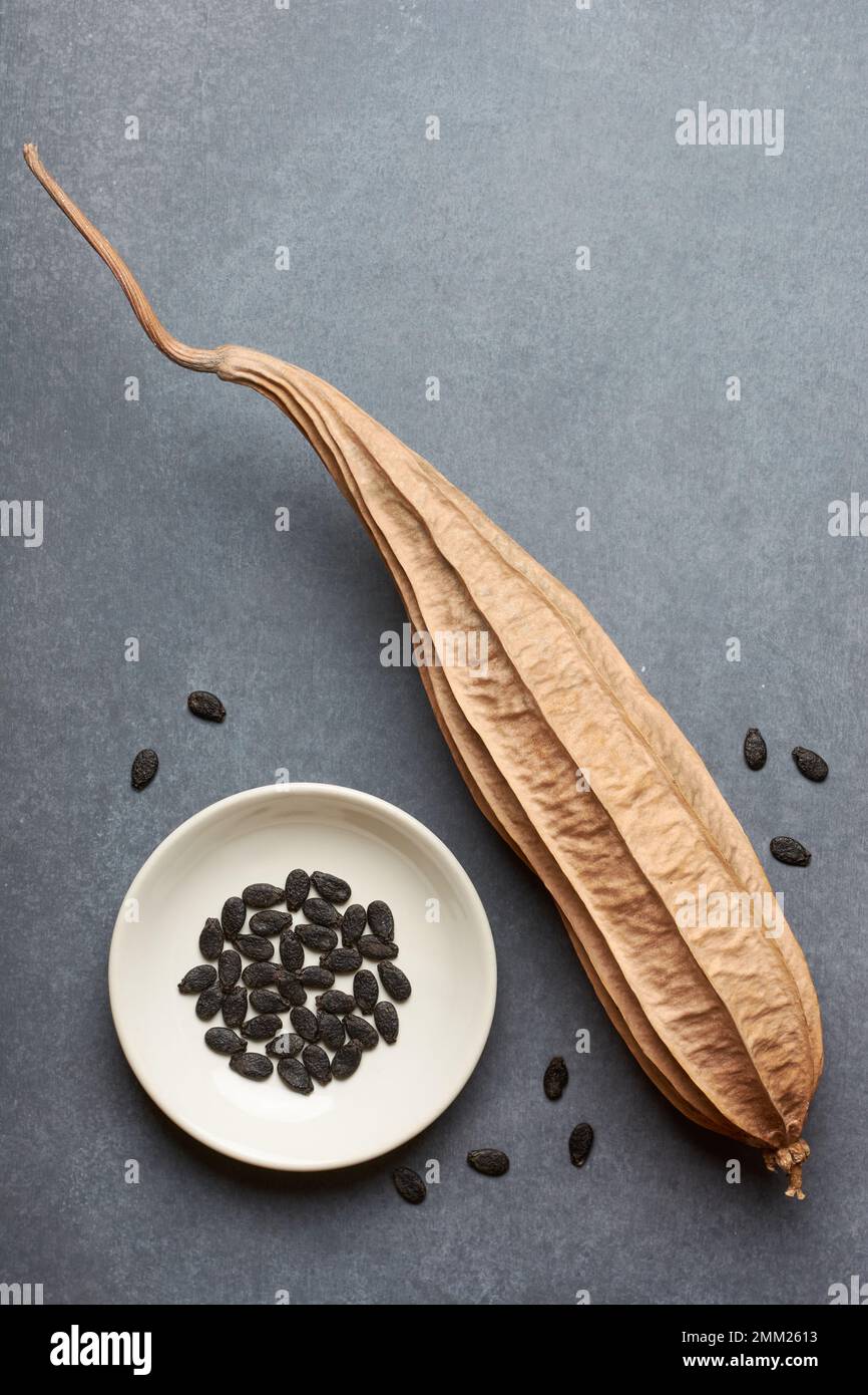 luffa angolata essiccata con semi maturi su un vassoio, noto anche come zucca rigata o okra cinese, che asciuga le verdure per la raccolta o raccogliere i semi Foto Stock