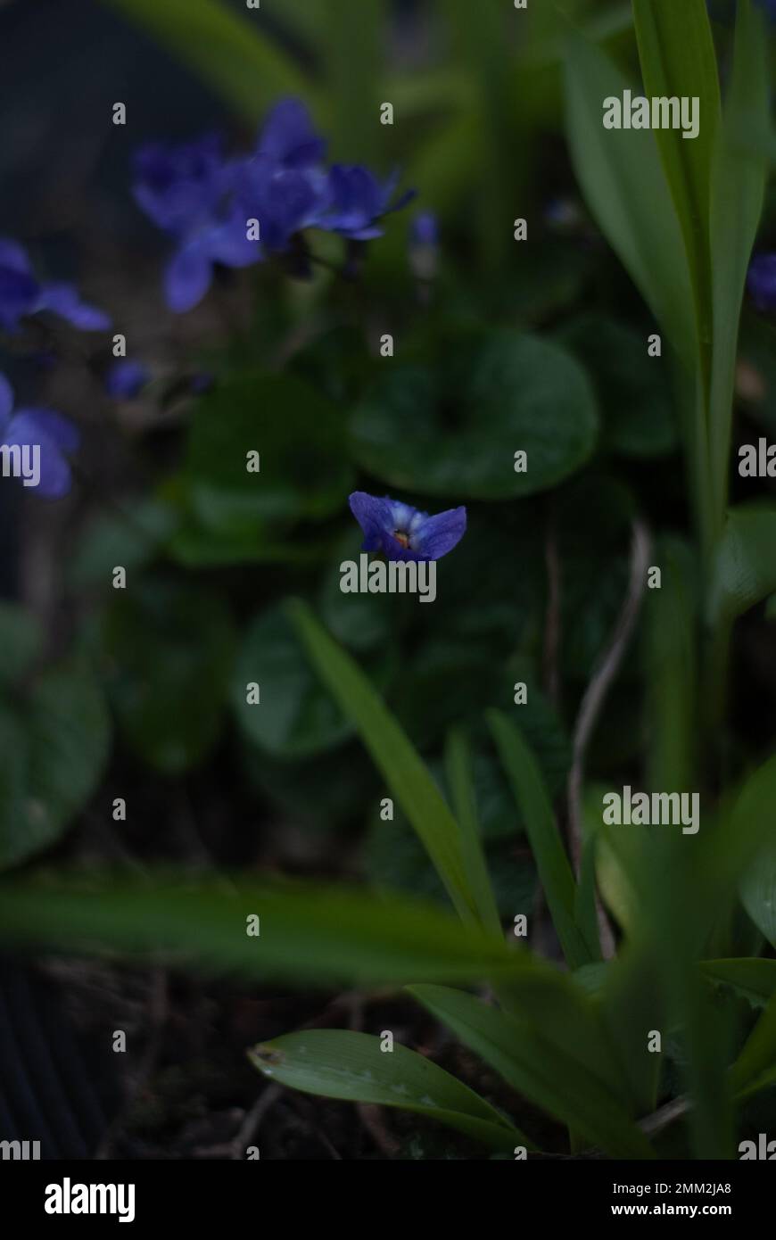 Fiori viola in giardino Foto Stock