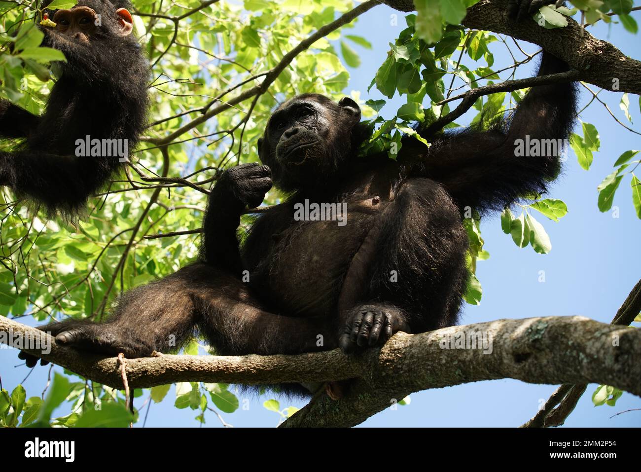 Scimpanzé selvatiche a Gombe Foto Stock