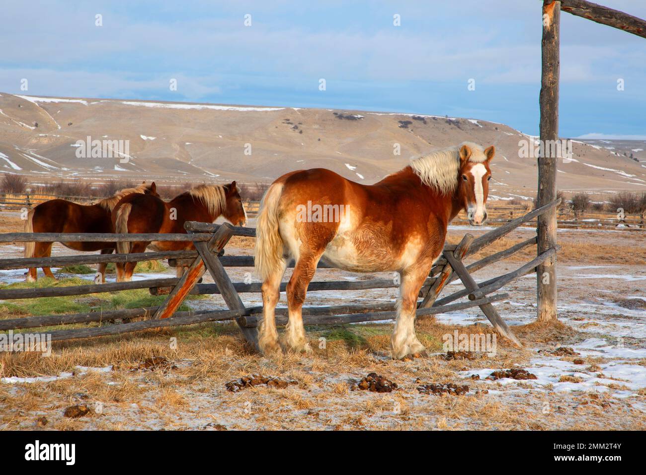 Horse Corral, Grant-Kohrs Ranch National Historic Site, Montana Foto Stock