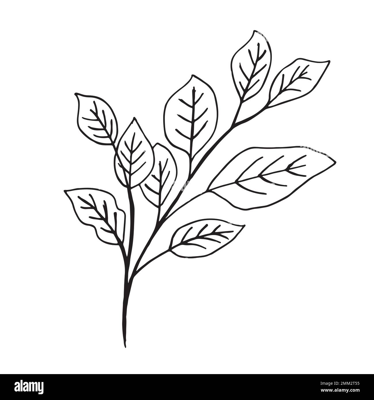 Rami e foglie del vettore. Elementi floreali disegnati a mano. Illustrazioni botaniche vintage. Illustrazione Vettoriale