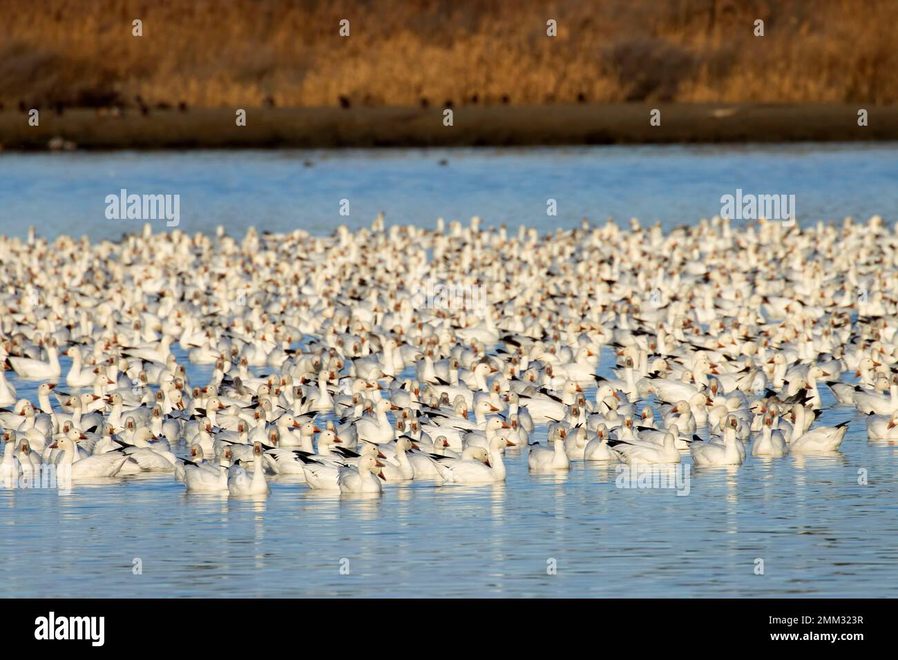 Oche da neve (Anser Caerulescens), McNary National Wildlife Refuge, Washington Foto Stock