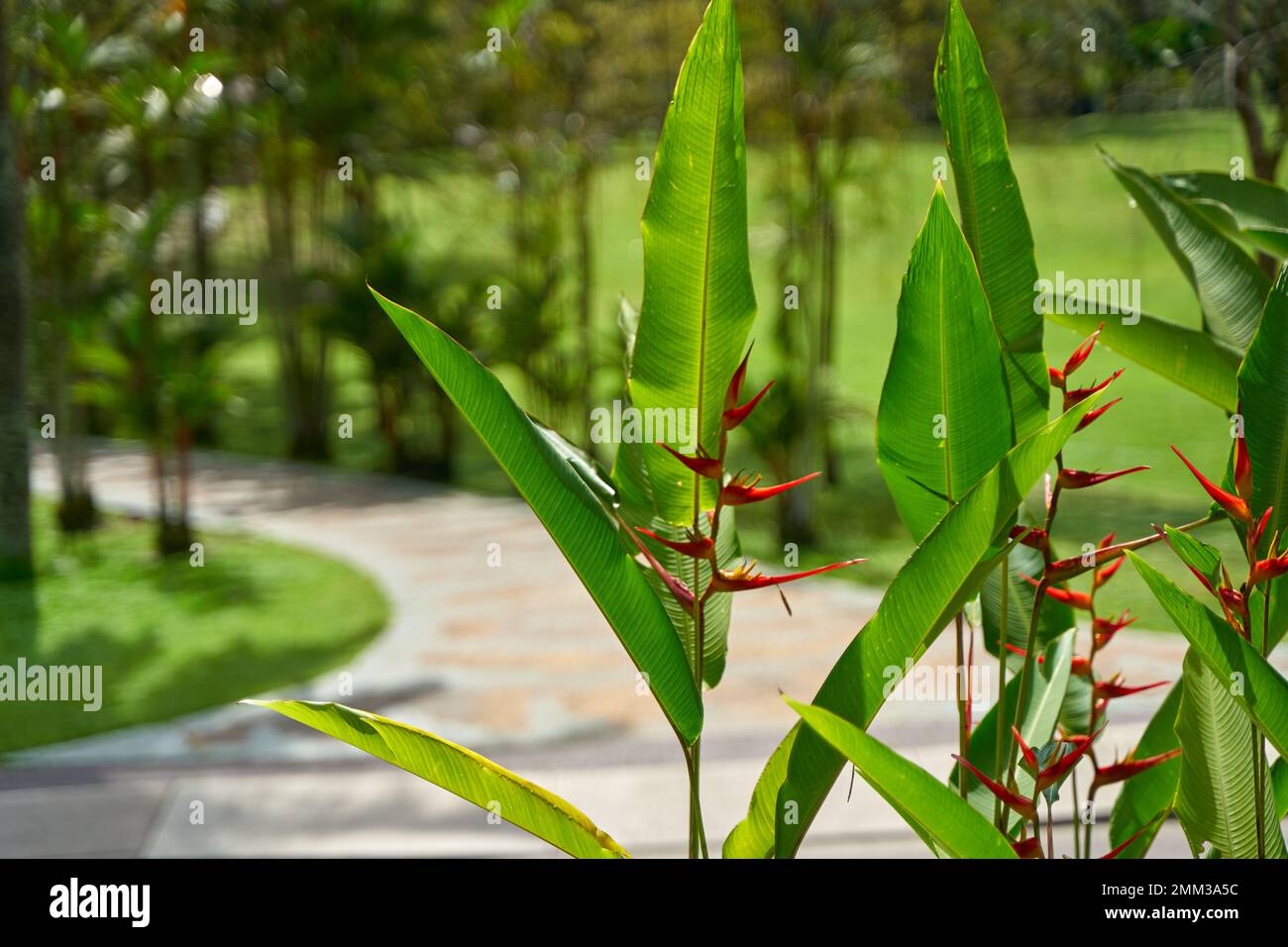 Fiori esotici dell'erba hellconia psittacorum nel giardino. Foto Stock