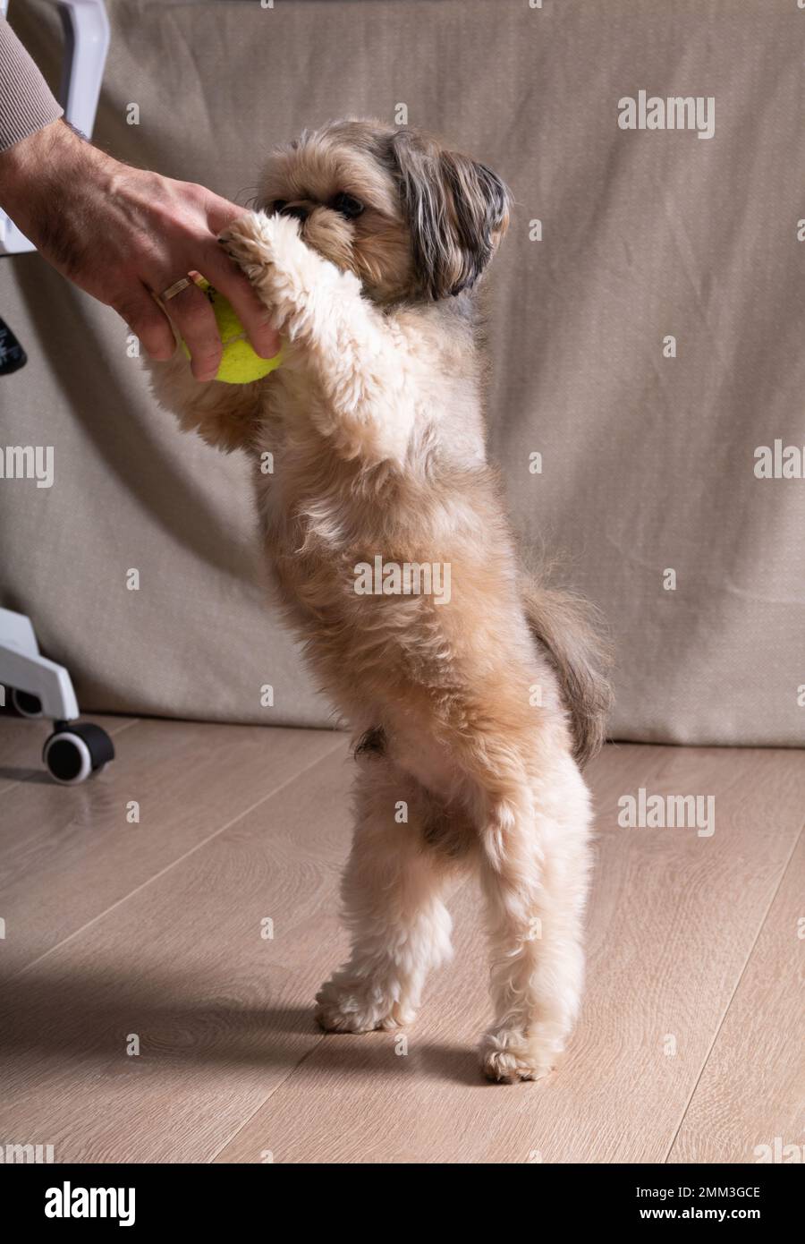 foto di un cane che gioca con una palla da tennis e un uomo a casa Foto Stock