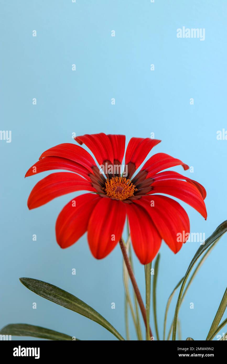 Vivace Gazania rossa con delicati petali e giallo-arancio, colorata Gazania con foglie verdi su sfondo blu, fiore in fiore estivo Foto Stock