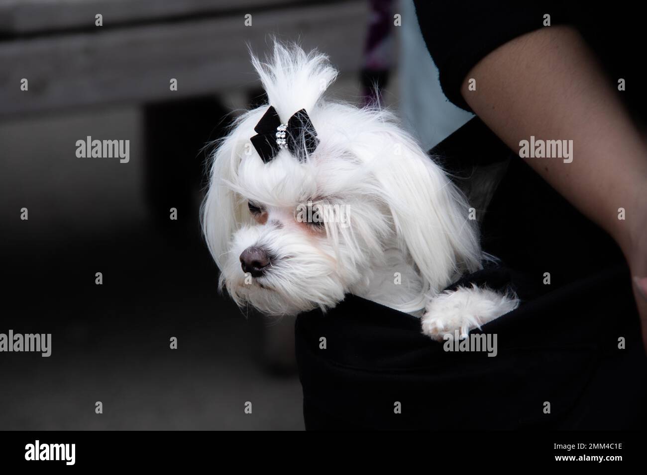 Un piccolo cane bianco che viene portato in una borsa nera. Così carino e adorabile Foto Stock